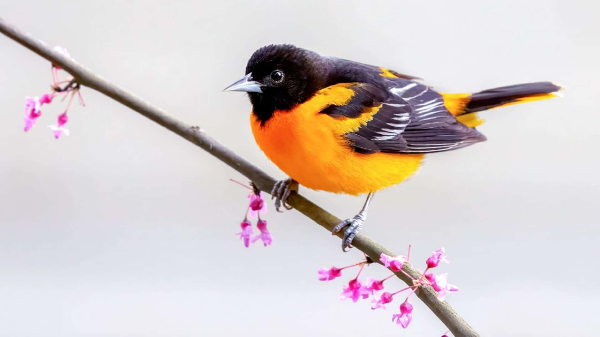 Orioles Bird 桌布 壁紙 — 一隻鮮豔的橙色和黑色鳥兒棲息在裝飾著精緻粉紅色花朵的樹枝上，背景是柔和的灰色。