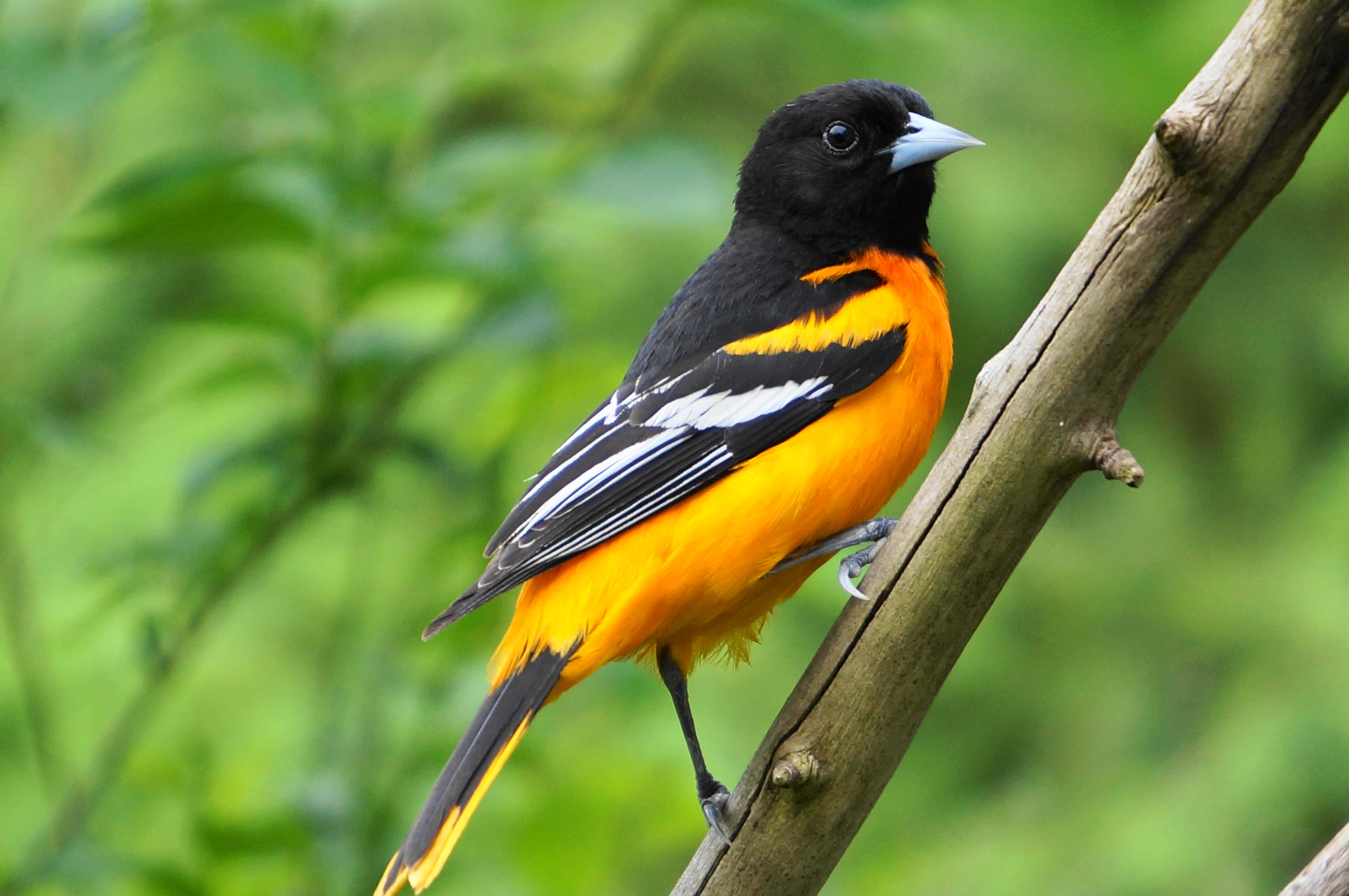 Orioles Bird 桌布 壁紙 — 一隻鮮豔的橙色和黑色鳥兒棲息在風化的樹枝上，背景是柔和的綠色樹葉。