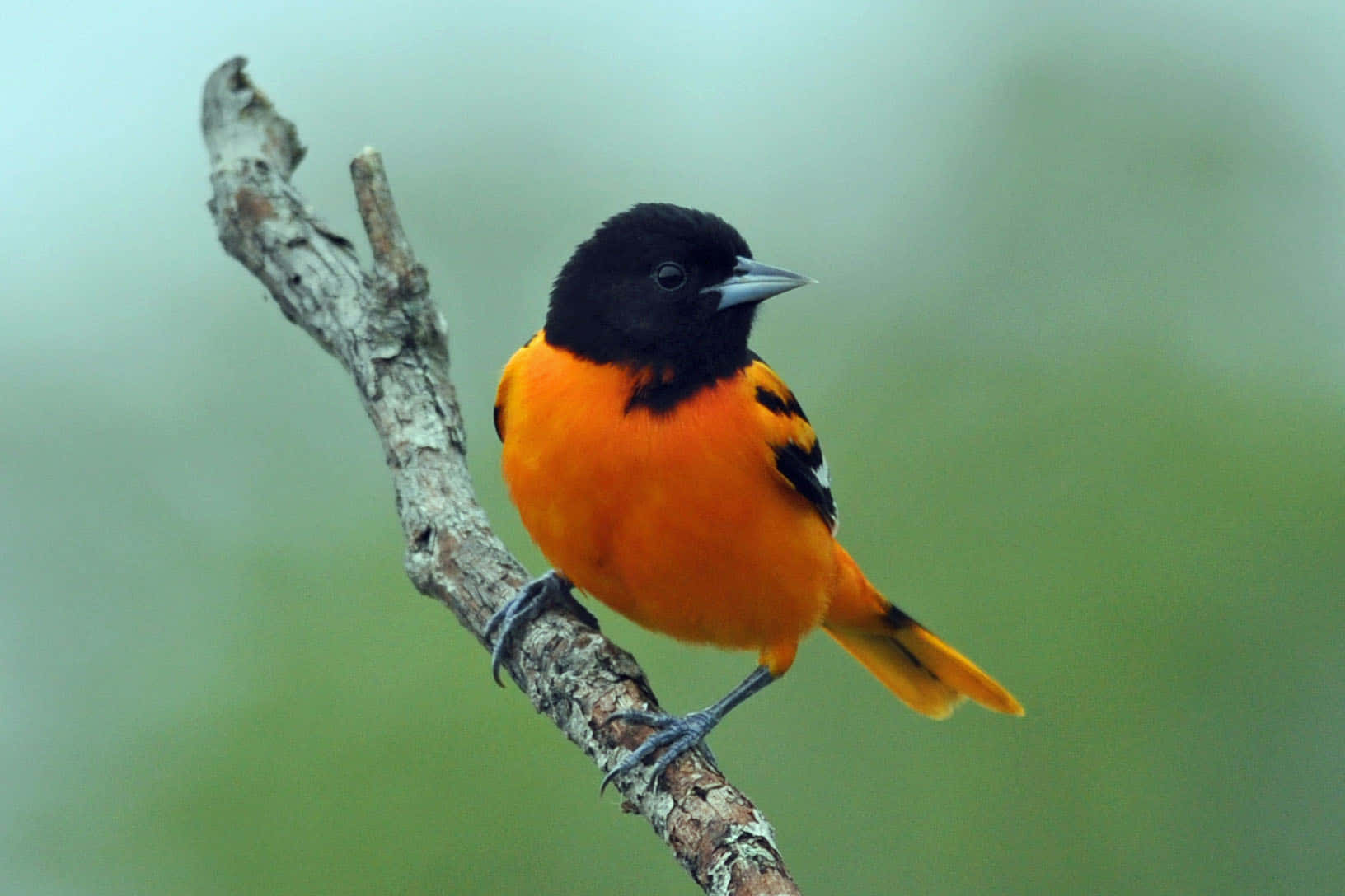 Orioles Bird 桌布 壁紙 — 一隻鮮豔的橙色和黑色鳥兒棲息在風化的樹枝上，背景是柔和的綠色模糊效果。