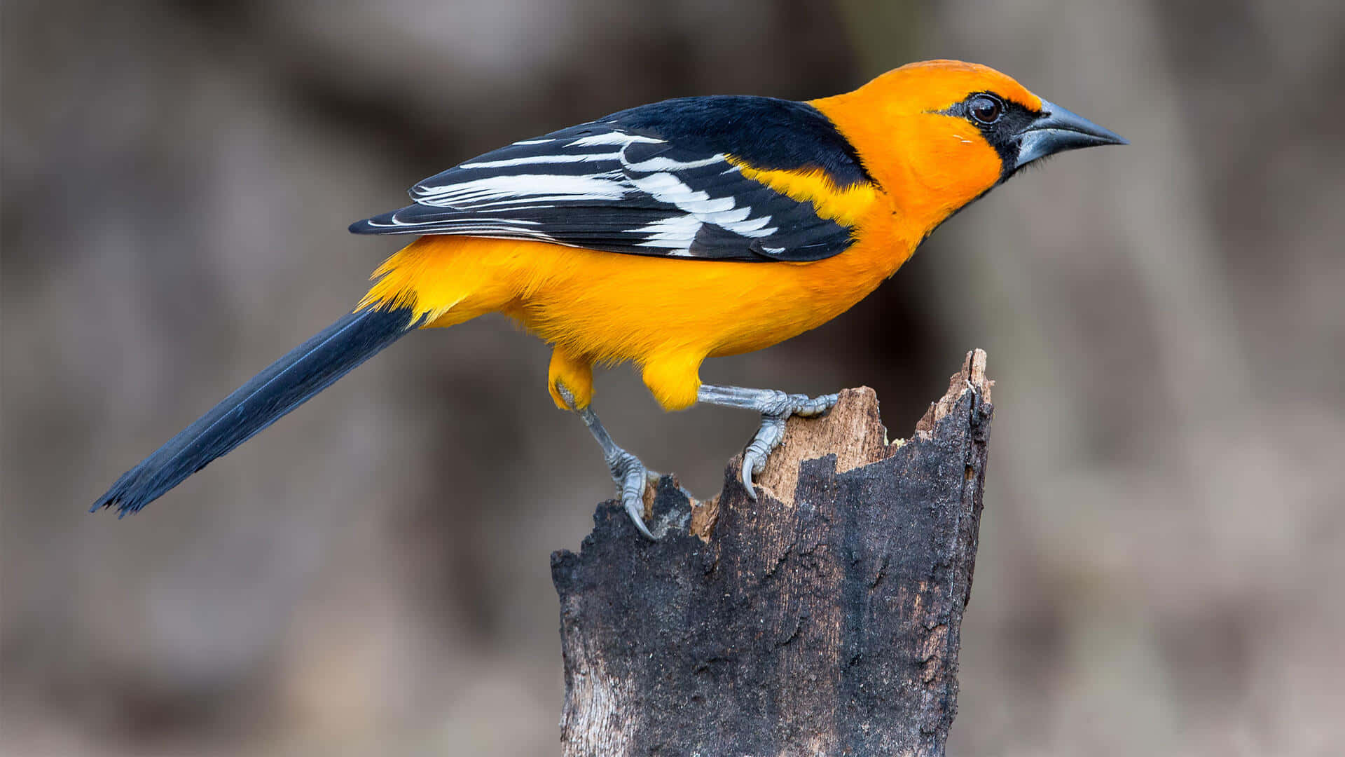 Orioles Bird 桌布 壁紙 — 一隻鮮豔的橙色和黑色鳥兒警覺地棲息在一個風化的樹樁上，背景是柔和模糊的自然景色。