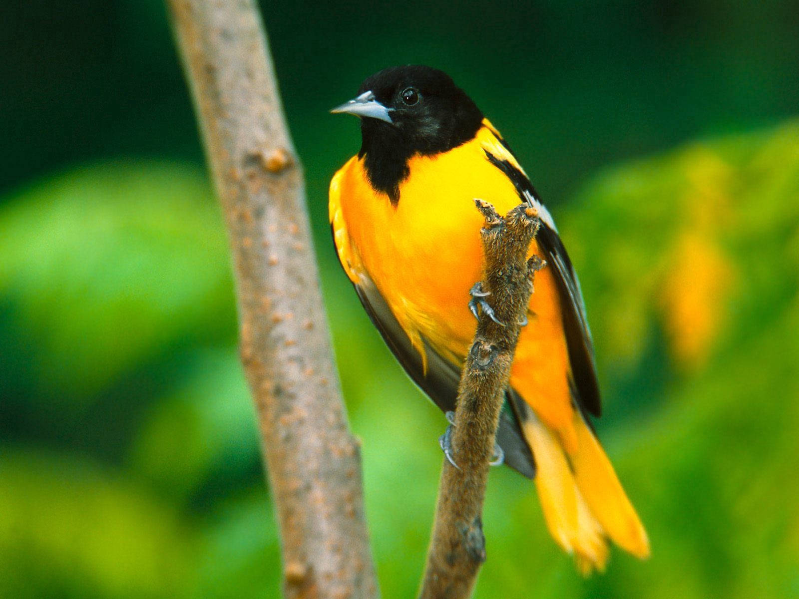 birds 桌布 壁紙 — 一隻鮮豔的橙色和黑色鳥兒警覺地棲息在一條有紋理的樹枝上，背景是茂密的綠色模糊背景。