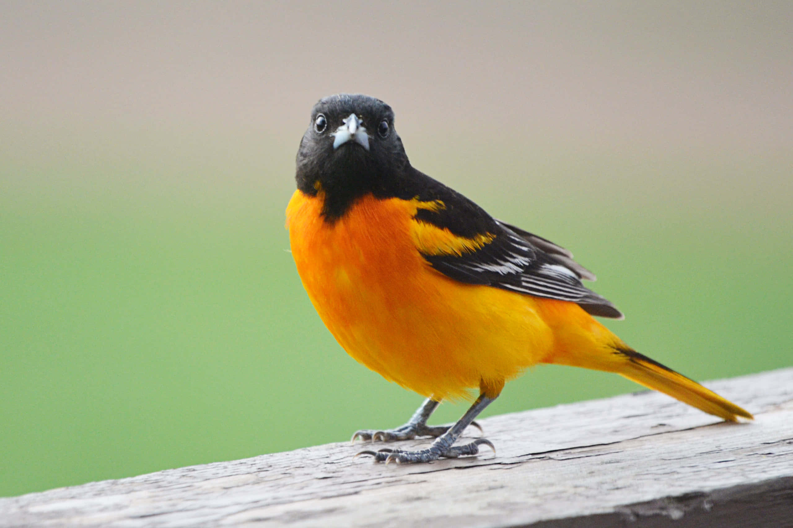 Orioles Bird 桌布 壁紙 — 一隻鮮豔的橙色和黑色鳥兒警覺地棲息在風化的木欄杆上，背景是柔和的綠色。