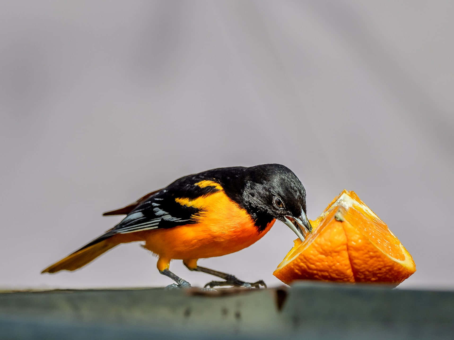 Orioles Bird 桌布 壁紙 — 一隻鮮豔的橙色和黑色鳥在柔和的灰色背景上啄食多汁的橙片。