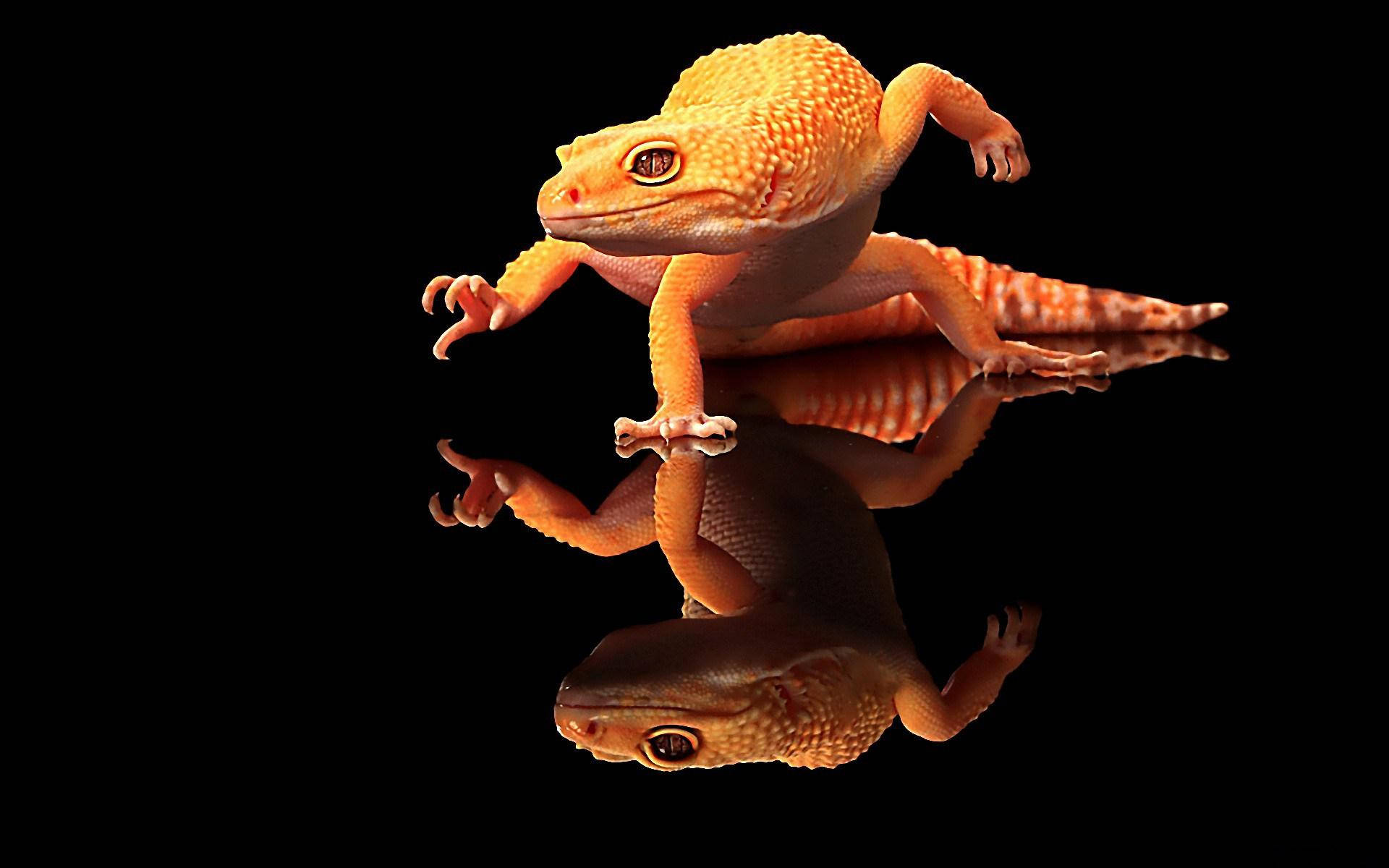 Leopard Gecko 桌布 壁紙 — 一隻鮮豔的橙色壁虎棲息在反光表面上，背景為純黑色，完美倒映在下方。