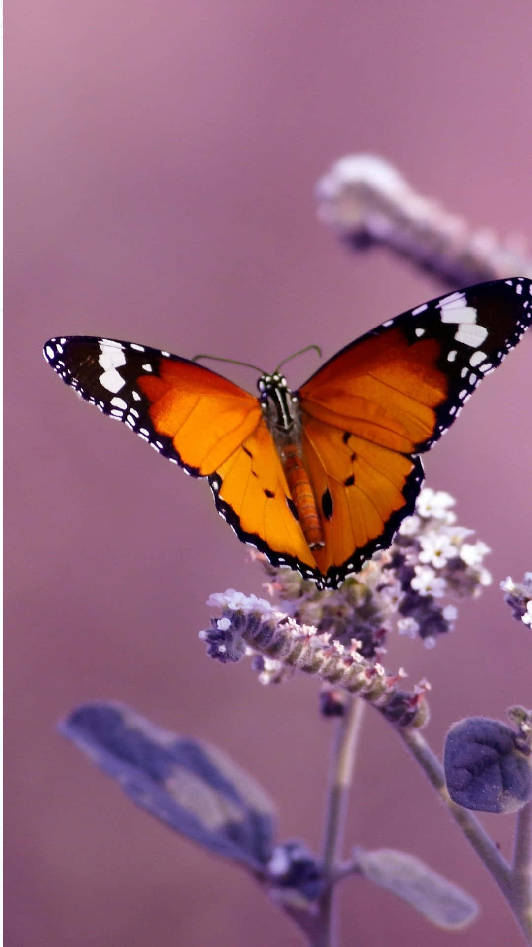 Butterflies 桌布 壁紙 — 一隻鮮豔的橙色帝王蝶，帶有黑白翅膀，優雅地停在一朵紫色花上，背景是柔和的粉紅色。