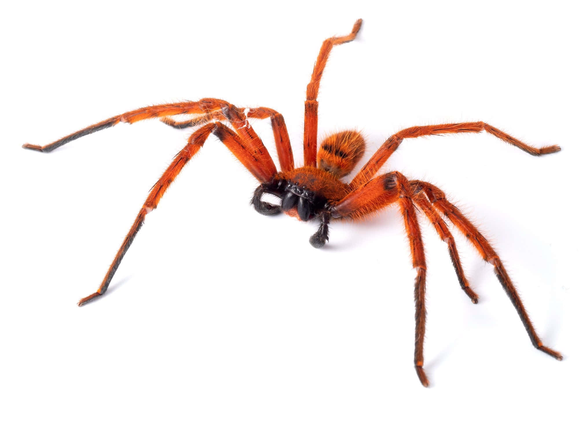 Red Spider 桌布 壁紙 — 一隻鮮豔的橙色毛蜘蛛，長腿伸展，在純白背景前擺出姿勢。