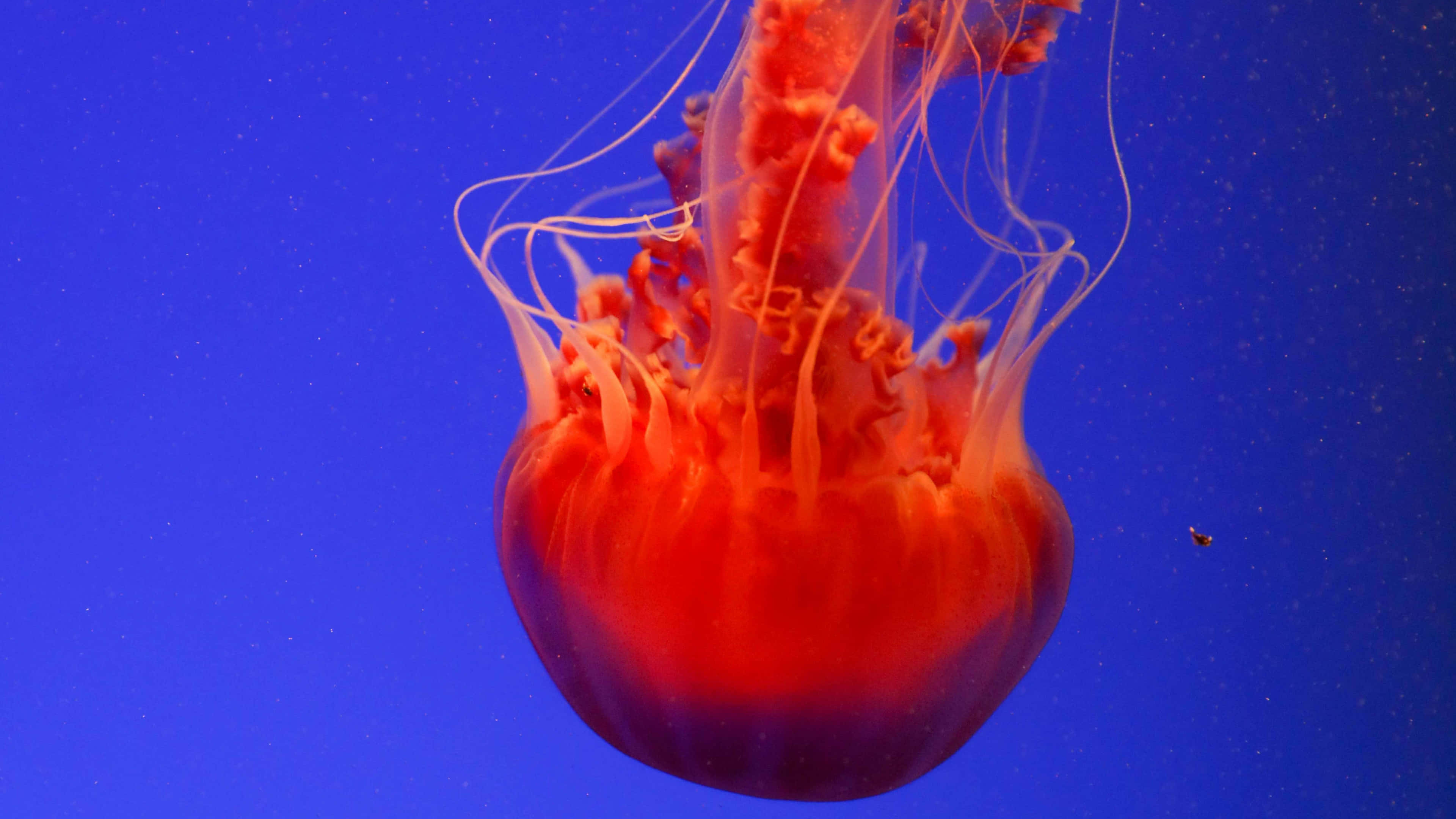 4K Jellyfish 桌布 壁紙 — 一隻鮮豔的橙色水母在深藍色海水中優雅地漂流，細長的觸手緩慢飄動。
