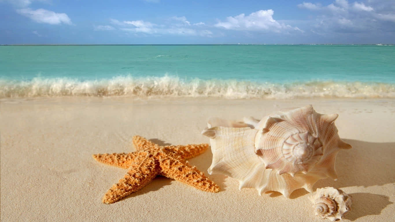 sand 桌布 壁紙 — 一隻鮮豔的橙色海星和大型貝殼躺在金色沙灘上，旁邊是碧綠的海浪，上方是明亮的藍天。