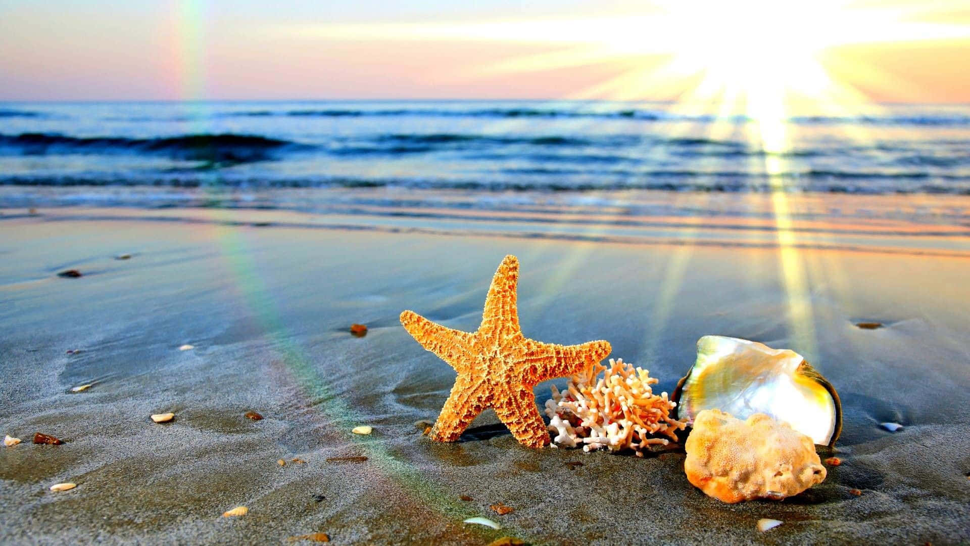 夏天 桌布 壁紙 — 一隻鮮豔的橙色海星和貝殼躺在濕沙上，夕陽在海面上落下，灑下金色光芒和一道淡淡的彩虹。