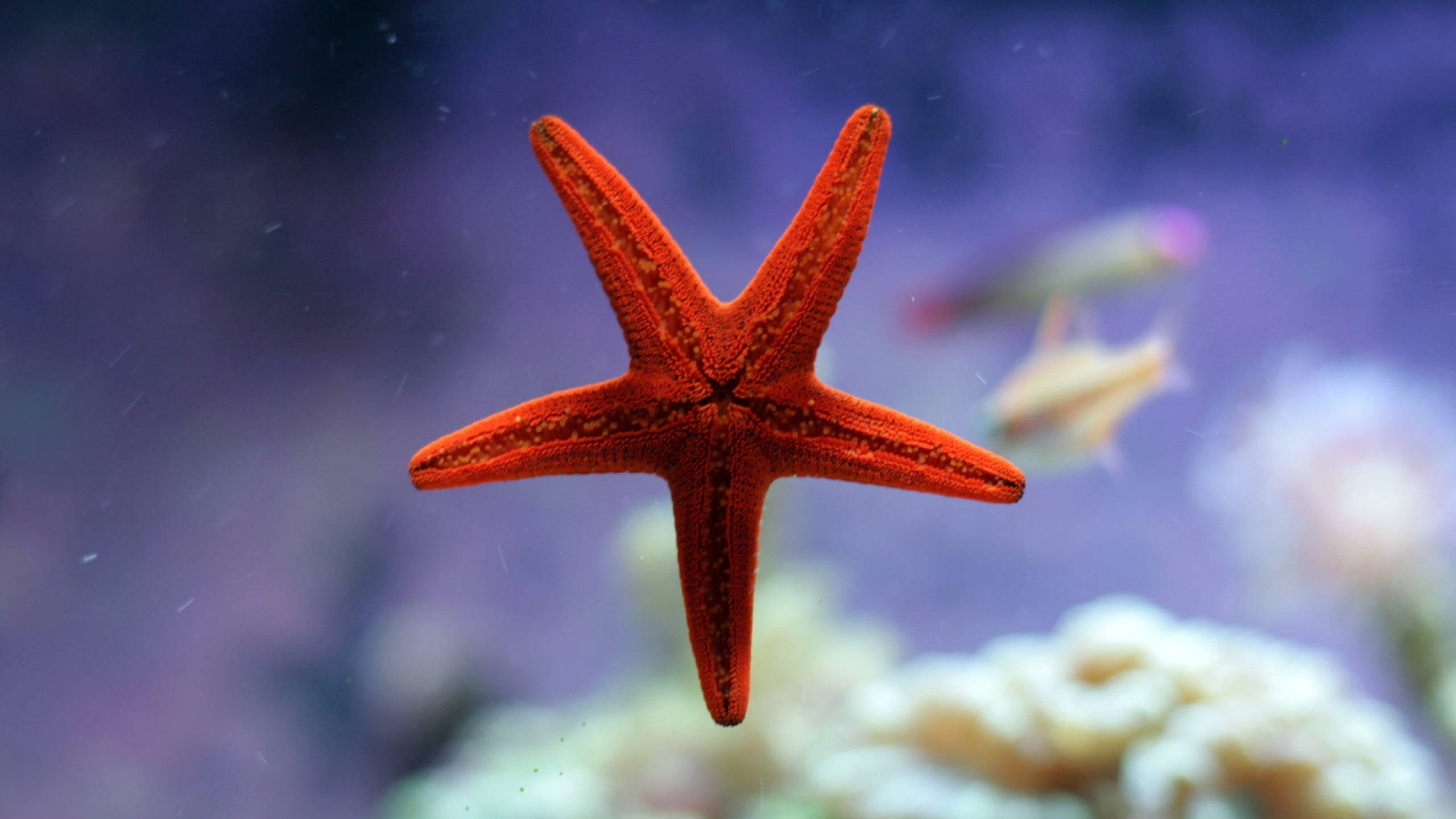 Aquarium 桌布 壁紙 — 一隻鮮豔的橙色海星在清澈的藍色海水中優雅地漂浮在珊瑚上方，背景有模糊的魚。