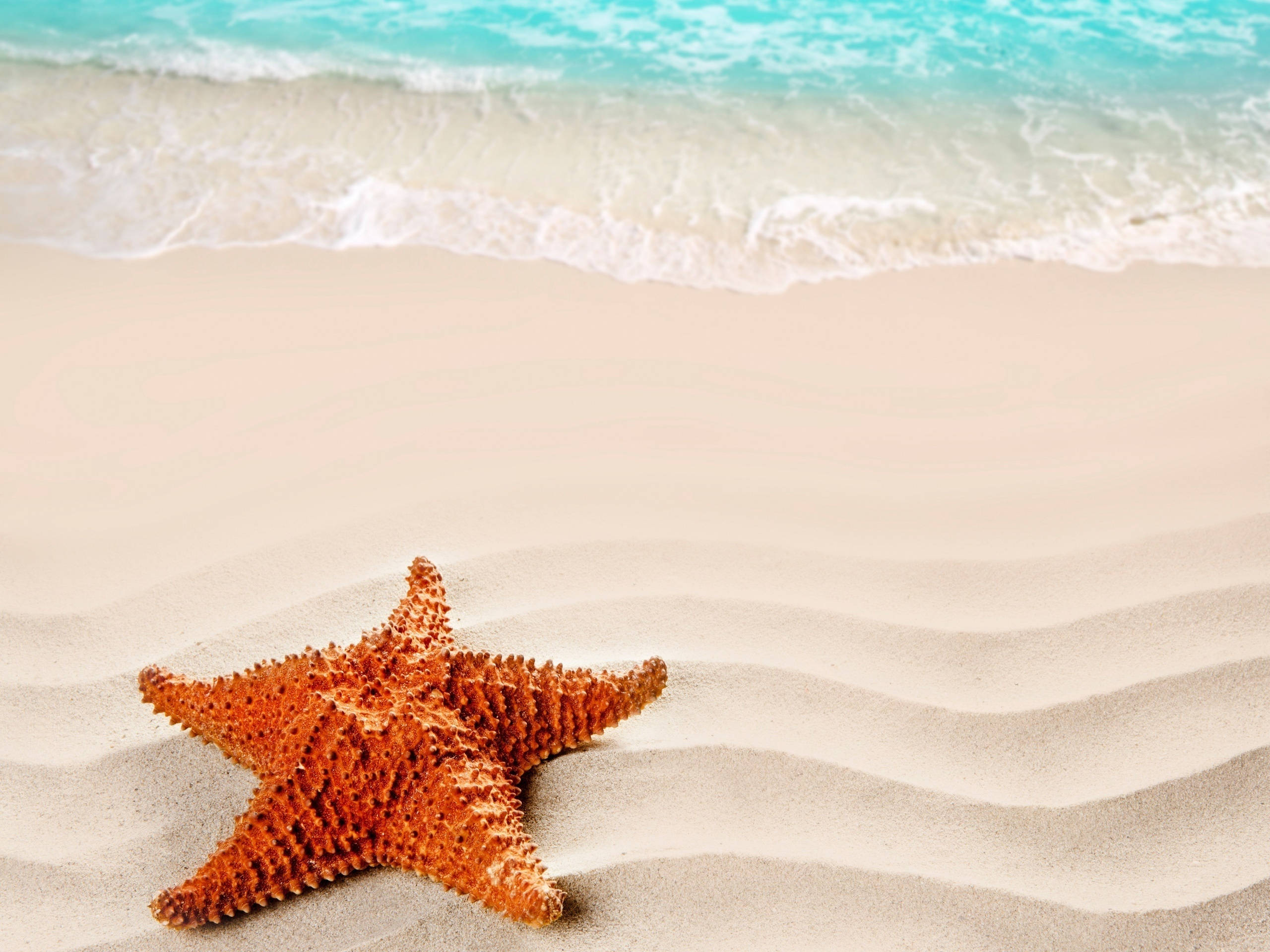 Starfish 桌布 壁紙 — 一隻鮮豔的橙色海星躺在波紋狀的米色沙灘上，綠松石色的海浪輕輕湧入。