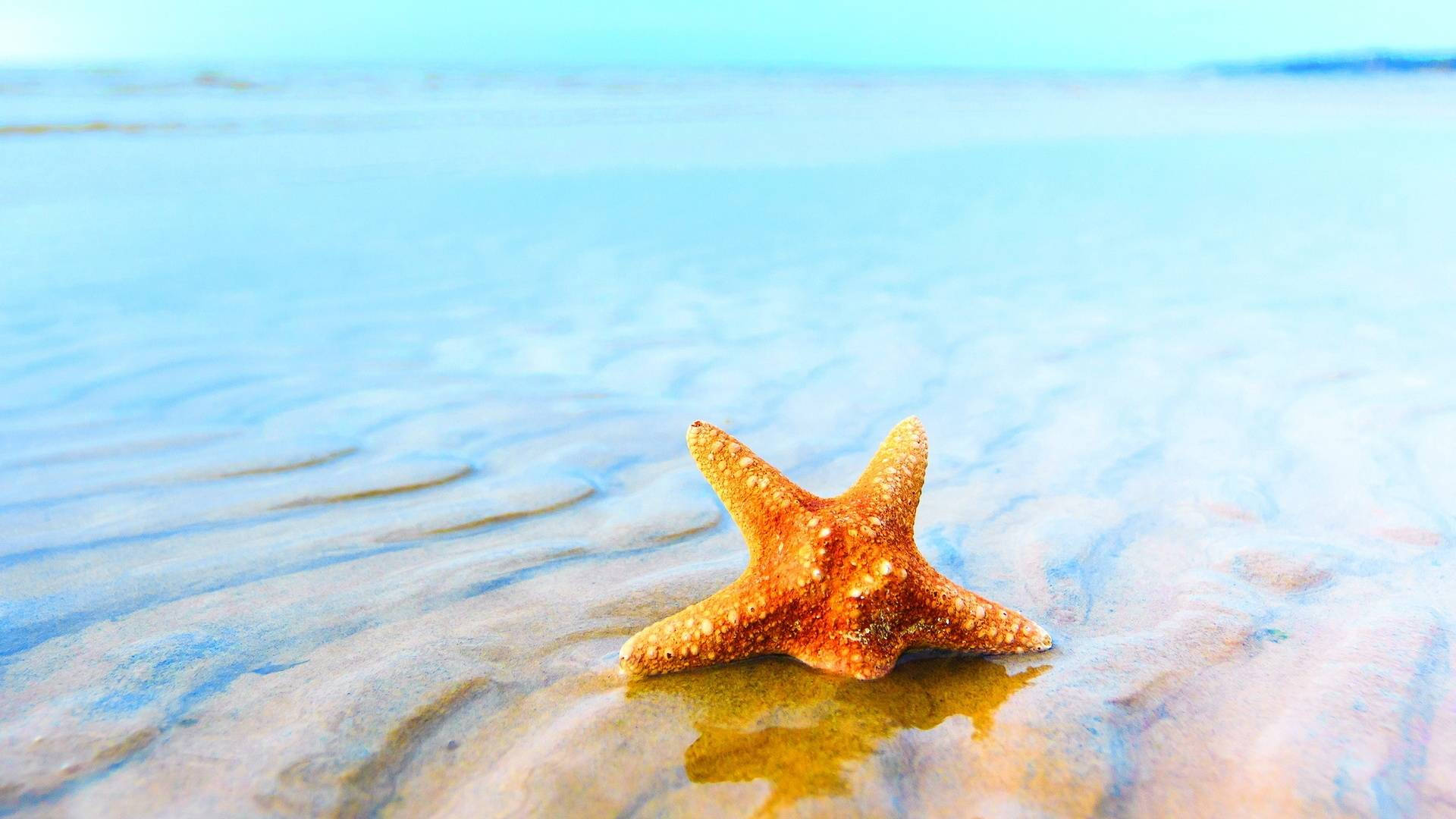 水 桌布 壁紙 — 一隻鮮豔的橙色海星躺在濕沙上，溫柔的海浪輕拍其邊緣，天空清澈湛藍。