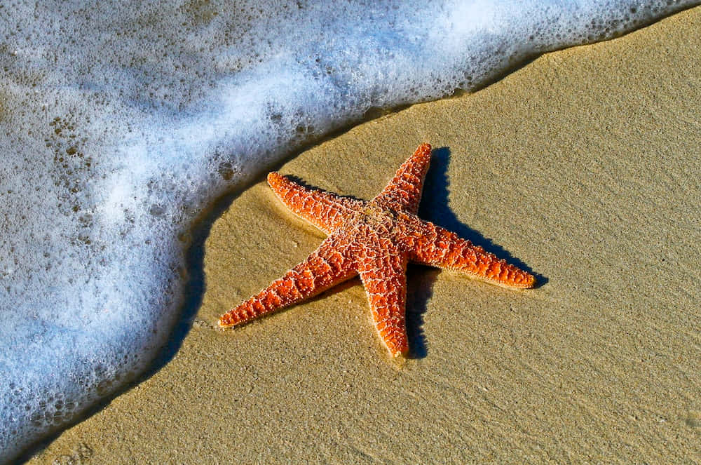 Starfish 桌布 壁紙 — 一隻鮮豔的橙色海星躺在金色沙灘上，在明亮的陽光下，溫柔的海浪泡沫輕撫著它的邊緣。