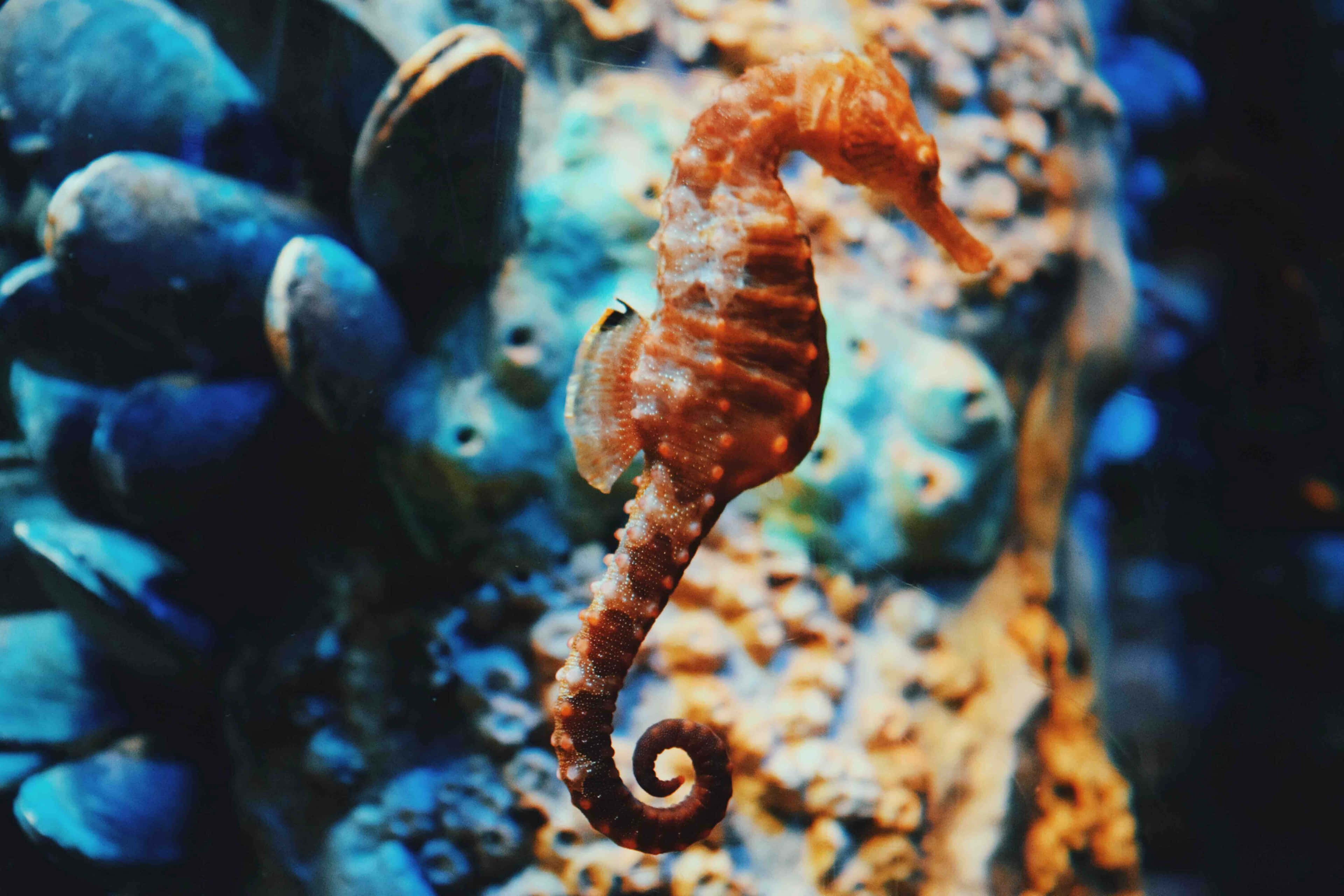 海馬 桌布 壁紙 — 一隻鮮豔的橙色海馬在陽光照射的水底場景中，優雅地蜷曲在藍色貽貝和珊瑚之間。