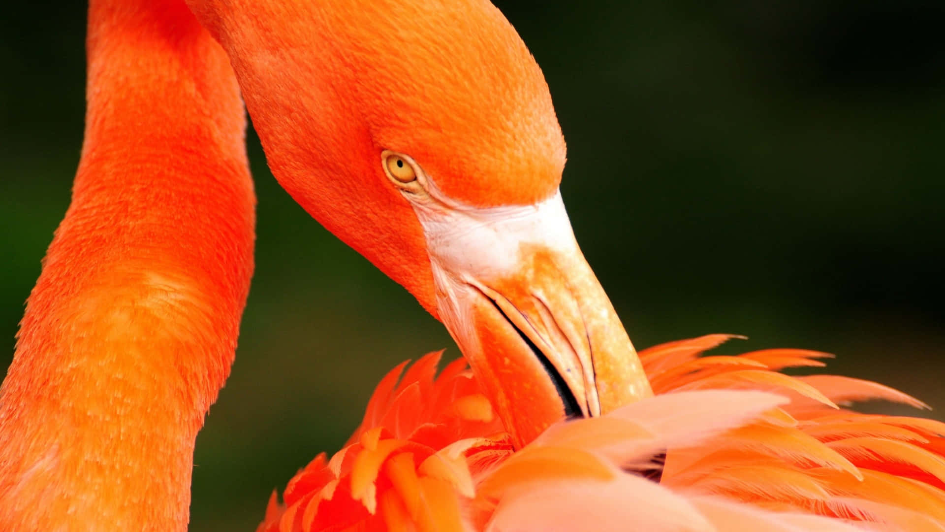 Beautiful Birds 桌布 壁紙 — 一隻鮮豔的橙色火烈鳥在柔和模糊的綠色背景下整理羽毛的特寫。