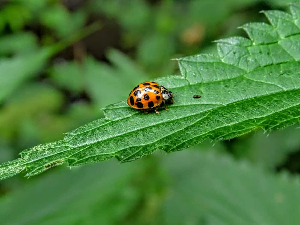 bug 桌布 壁紙 — 一隻鮮豔的橙色瓢蟲帶有黑色斑點，停留在邊緣呈鋸齒狀的茂盛綠葉上。