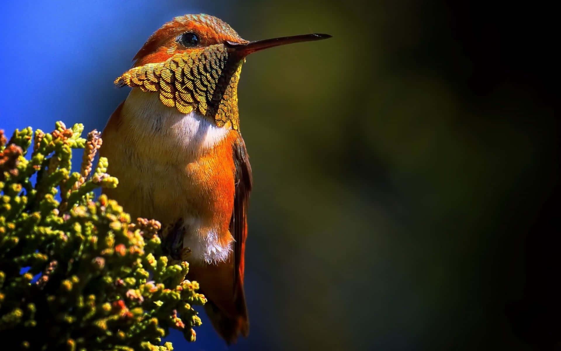 Female Hummingbird 桌布 壁紙 — 一隻鮮豔的橙色蜂鳥棲息在綠色灌木叢上，背景是深藍色的天空，帶有柔和模糊的效果。