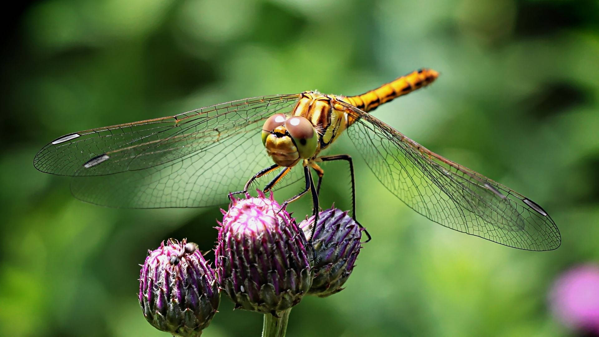 Insect 桌布 壁紙 — 一隻鮮豔的橙色蜻蜓輕輕停在紫色薊花蕾上，背景是柔和的綠色模糊效果。