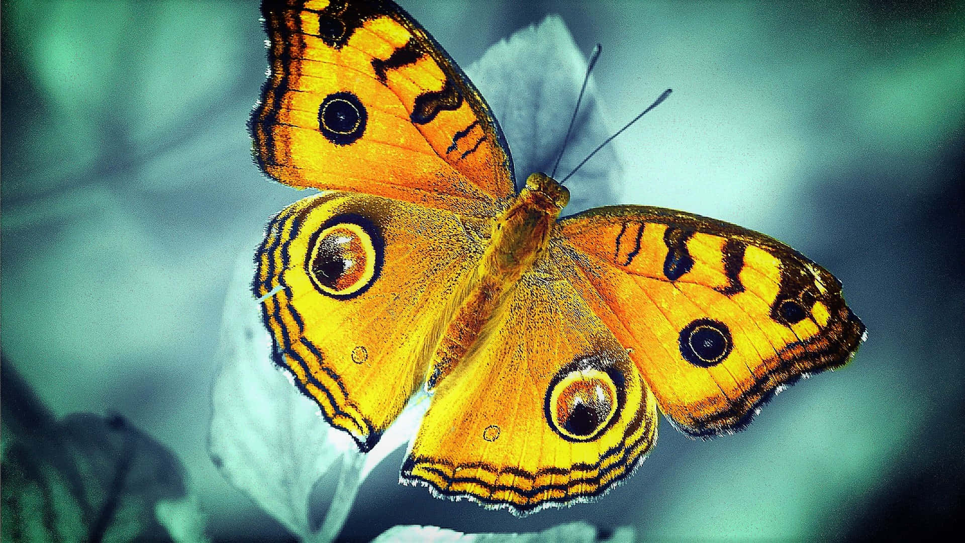 Butterfly Yellow 桌布 壁紙 — 一隻鮮豔的橙色蝴蝶，帶有眼睛狀斑點，輕輕停在一片蒼白的葉子上，背景是柔和的青綠色模糊效果。