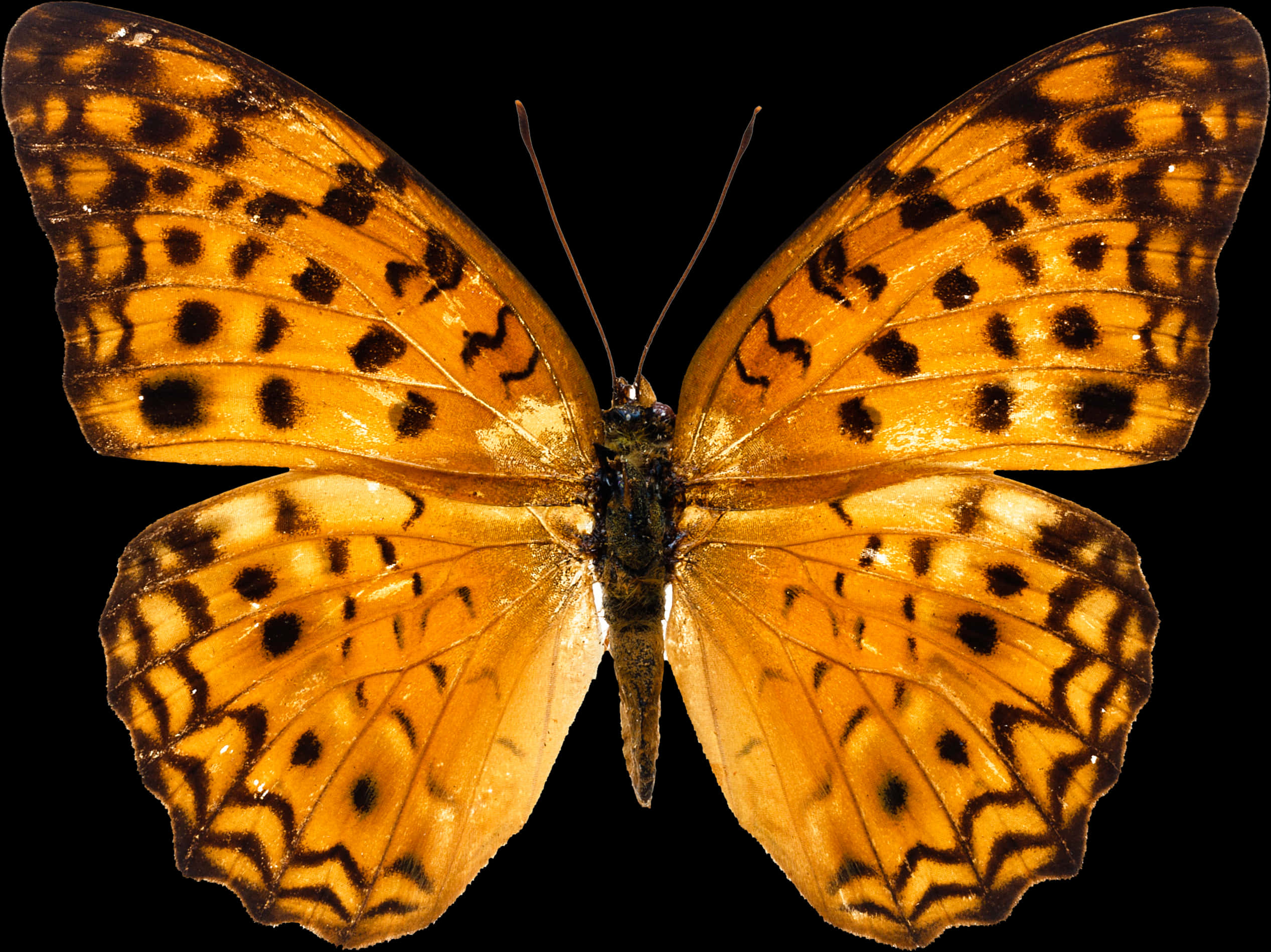 Butterflies 桌布 壁紙 — 一隻鮮豔的橙色蝴蝶，帶有黑色斑點和波浪狀邊緣，在純黑色背景上展開翅膀。