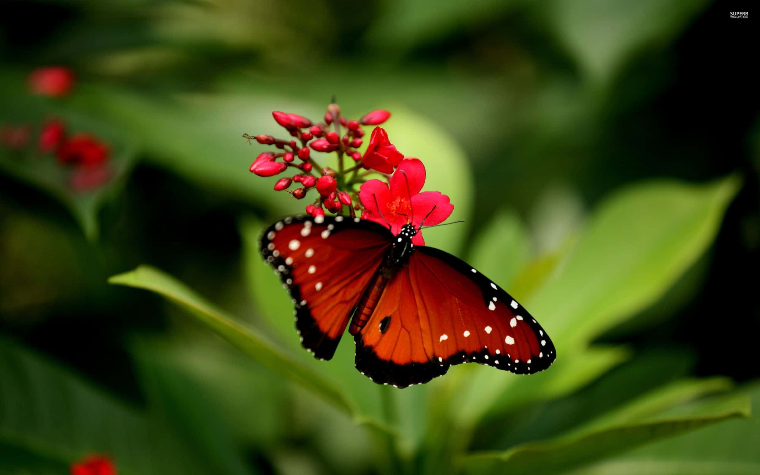 Red Butterfly 桌布 壁紙 — 一隻鮮豔的橙色蝴蝶，帶有黑色邊緣和白色斑點，輕輕地停在一簇鮮紅色的花朵上，背景是茂密的綠色樹葉。