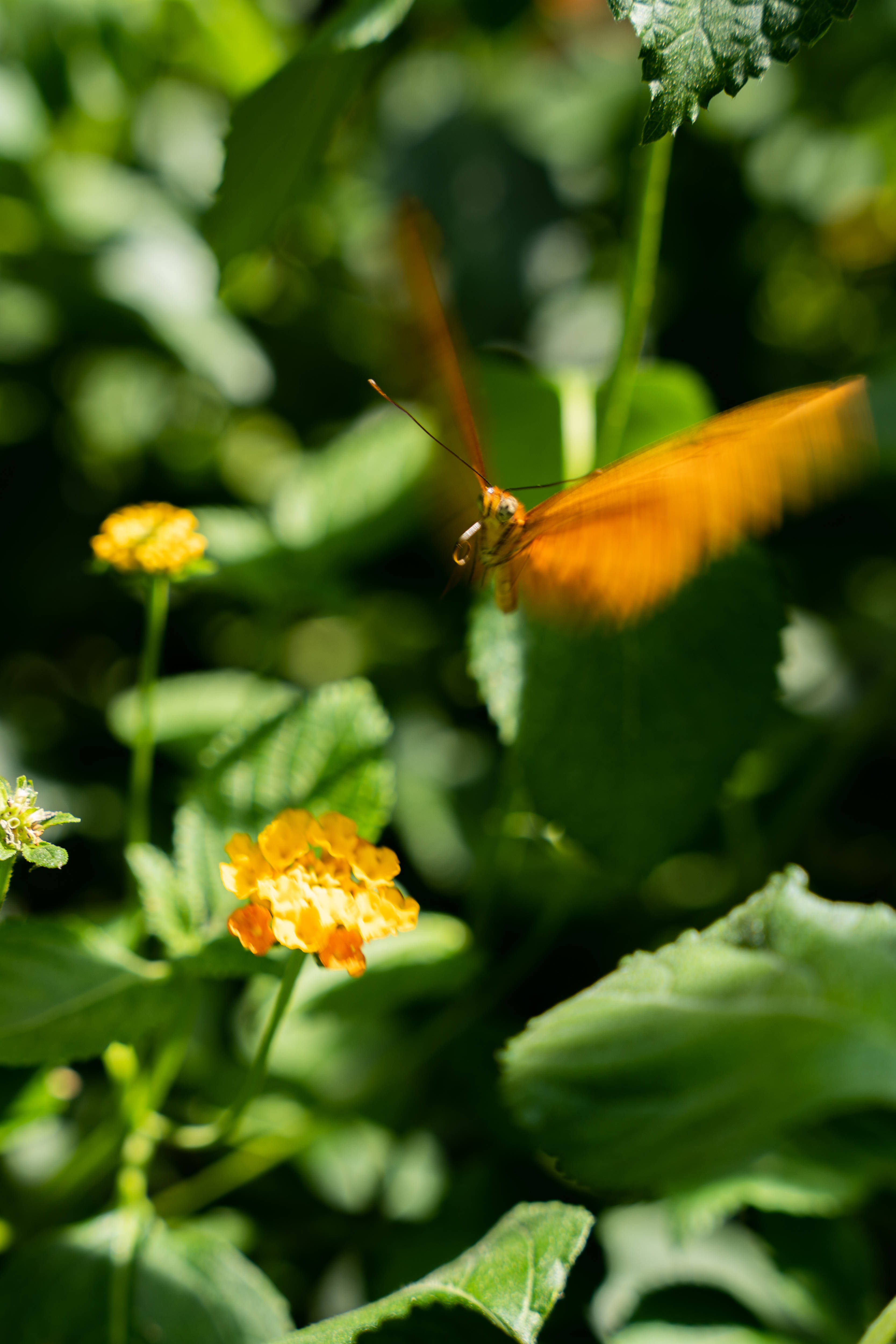 Cute Butterfly 桌布 壁紙 — 一隻鮮豔的橙色蝴蝶在明亮的陽光下，在茂密的綠色葉片間靠近黃色花朵翩翩飛舞。