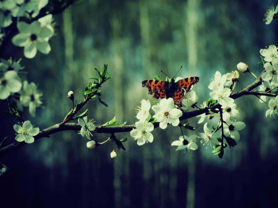 Real Butterfly 桌布 壁紙 — 一隻鮮豔的橙色蝴蝶在柔和的模糊森林背景下，輕柔地停歇在開滿白花的樹枝上。