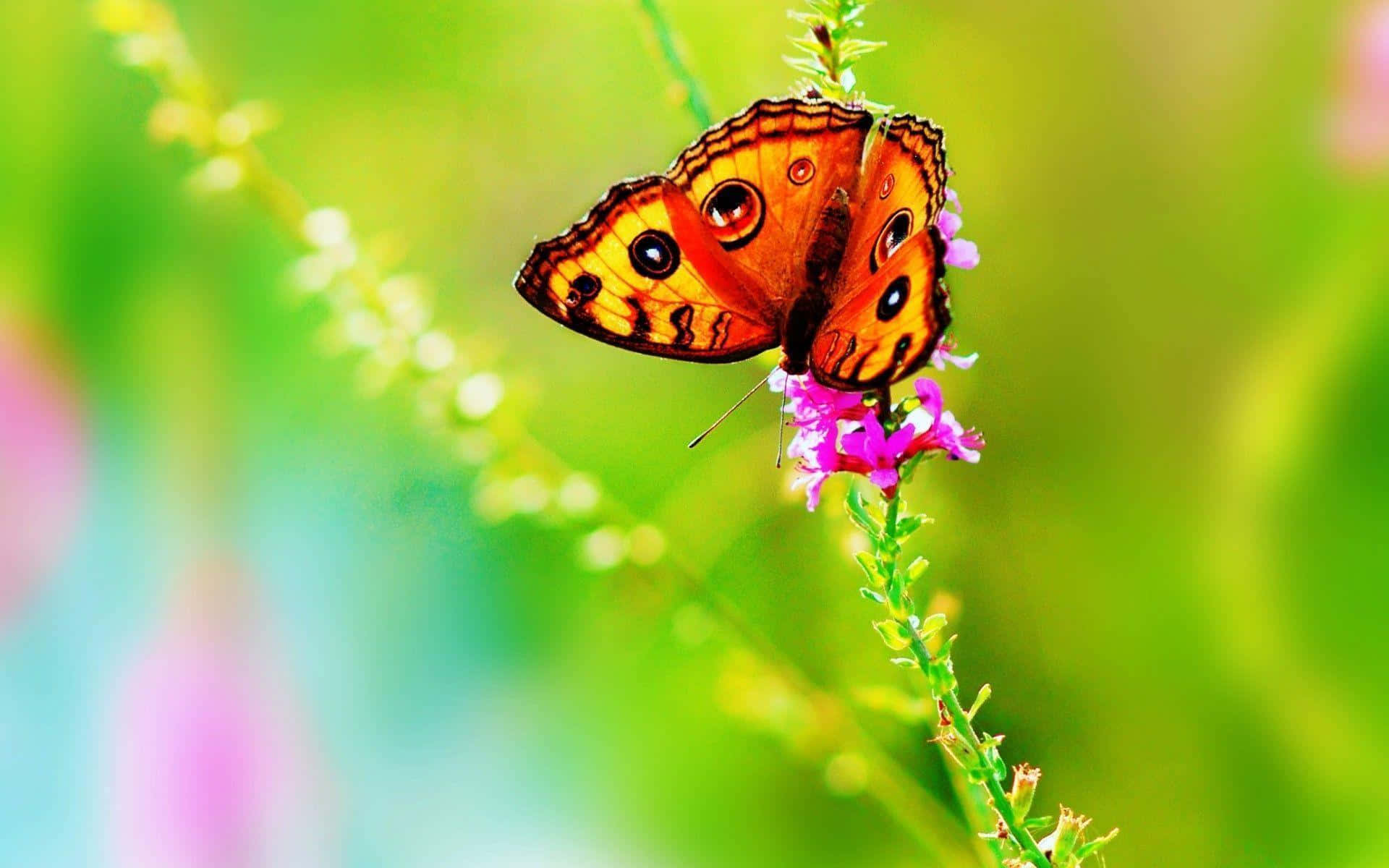 Butterfly Watching 桌布 壁紙 — 一隻鮮豔的橙色蝴蝶帶有眼斑，輕柔地停在一朵紫色花上，背景是柔和的綠色散景。