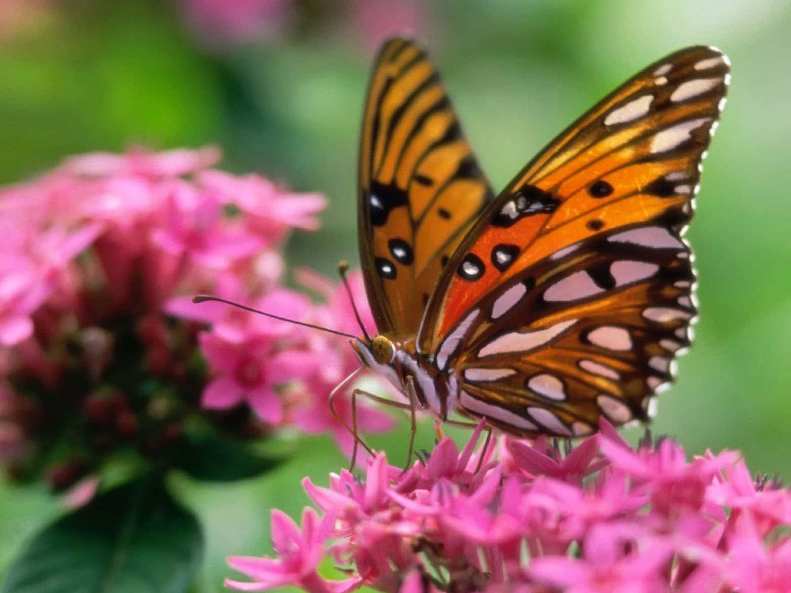 Butterfly Photos 桌布 壁紙 — 一隻鮮豔的橙色蝴蝶帶有黑色和白色斑點，輕輕停歇在亮粉色花朵上，背景是柔和的綠色。