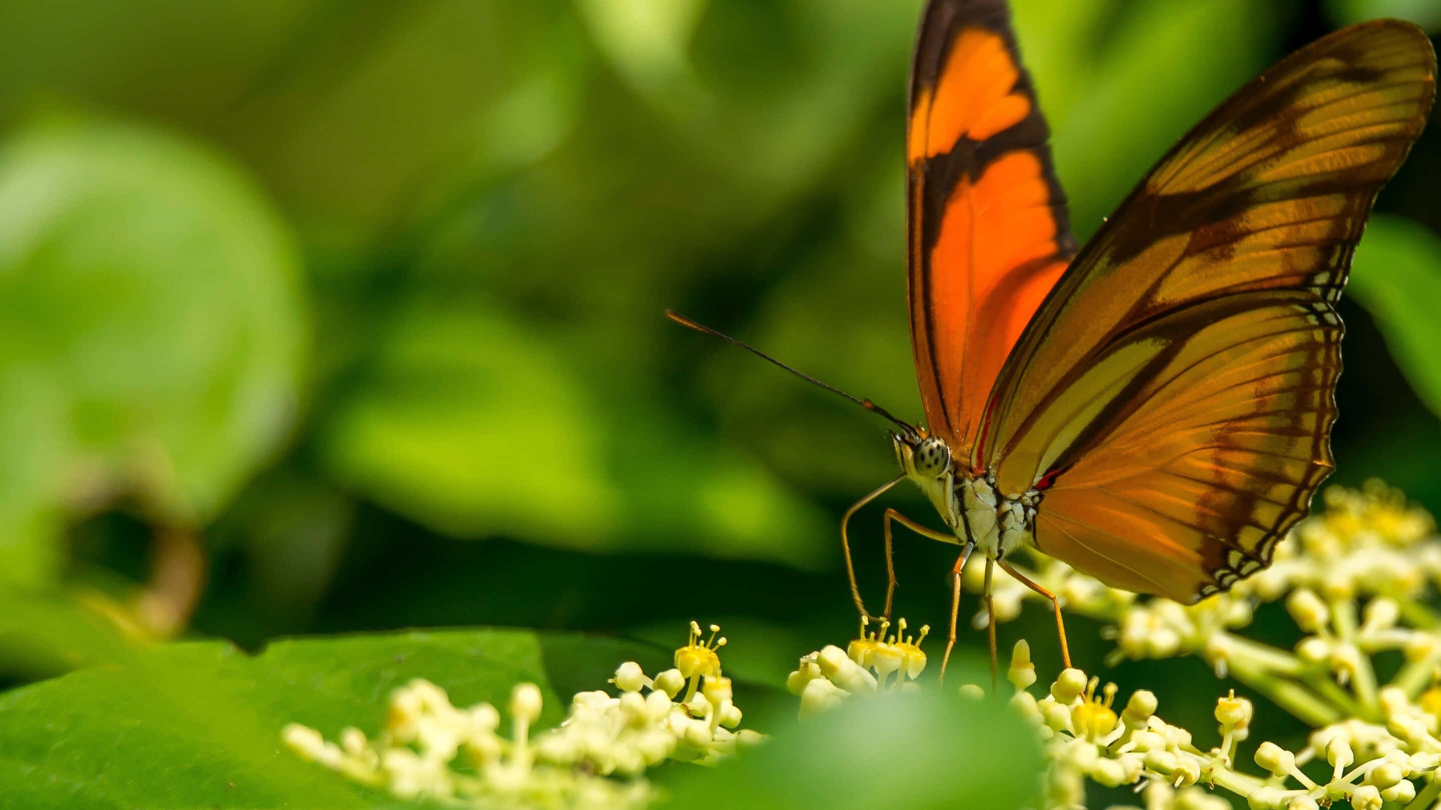 Butterfly Watching 桌布 壁紙 — 一隻鮮豔的橙色蝴蝶帶有黑色斑紋，優雅地停在小黃花上，背景是茂密模糊的綠色。