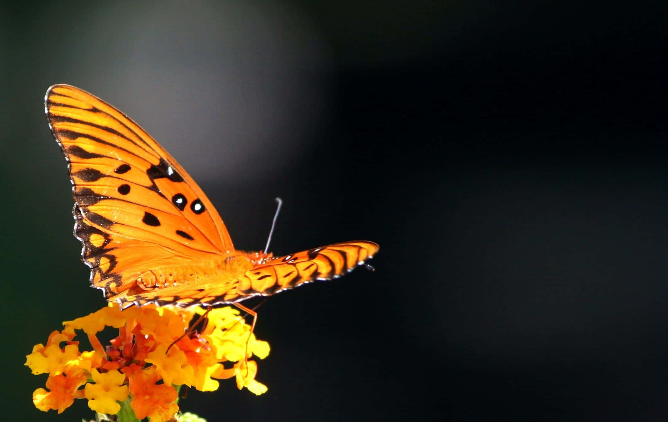 Butterfly Metamorphosis 桌布 壁紙 — 一隻鮮豔的橙色蝴蝶帶有黑色斑點，在黑暗模糊的背景中，輕柔地停落在明亮的黃色花朵上。