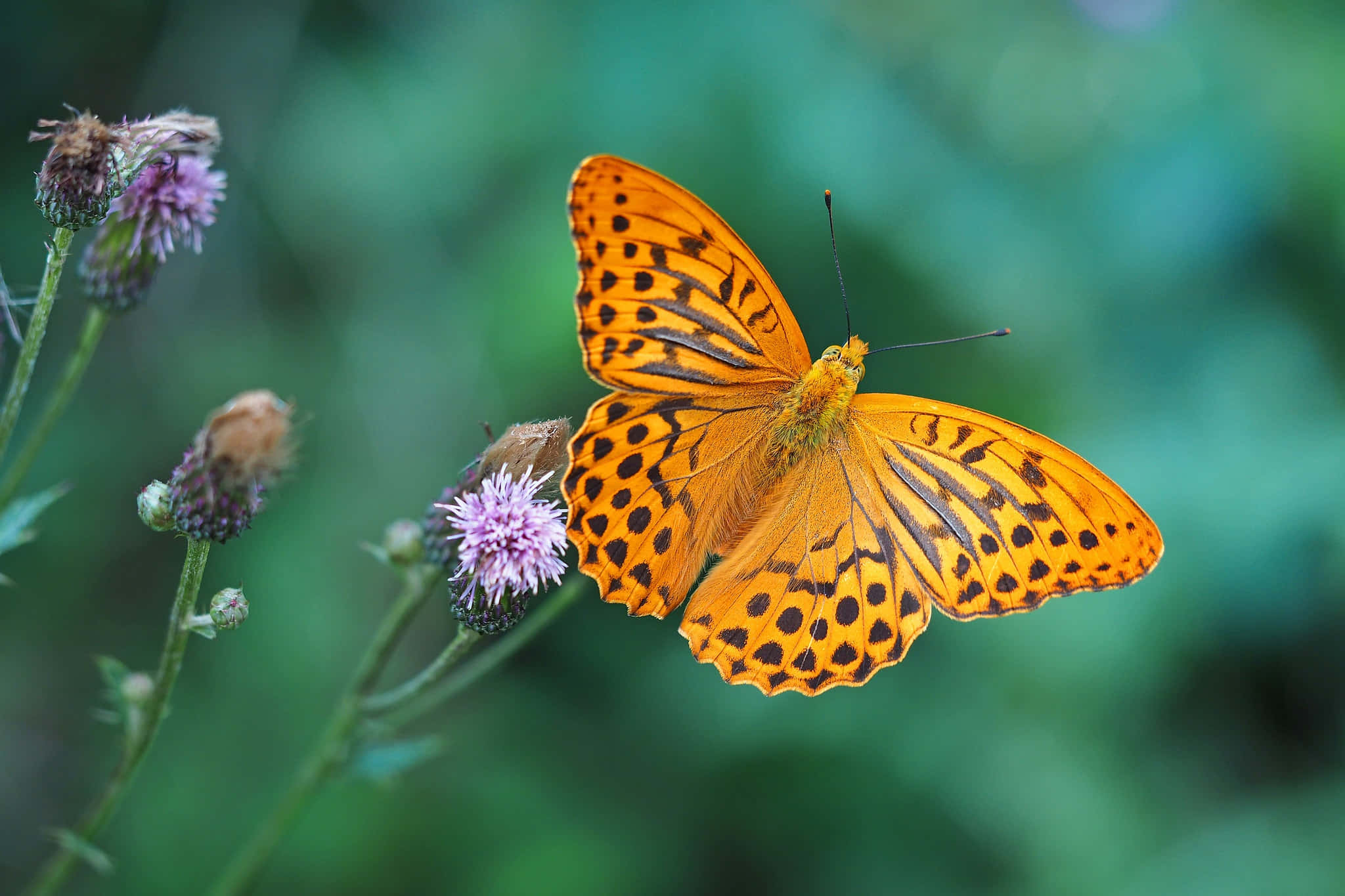 Butterfly Species 桌布 壁紙 — 一隻鮮豔的橙色蝴蝶帶有黑色斑點，輕輕停在一朵紫色薊花上，背景是柔和的綠色模糊效果。