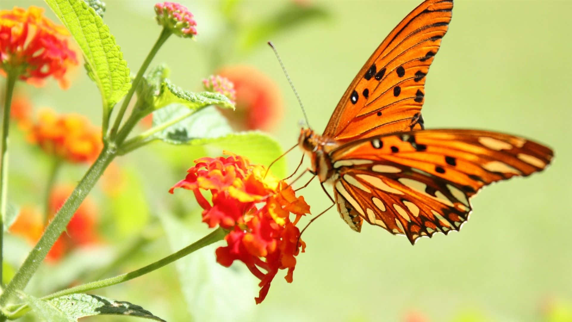 Butterfly Photography 桌布 壁紙 — 一隻鮮豔的橙色蝴蝶帶有黑色斑點，輕輕停在一朵鮮紅色的花上，背景是柔和的綠色。