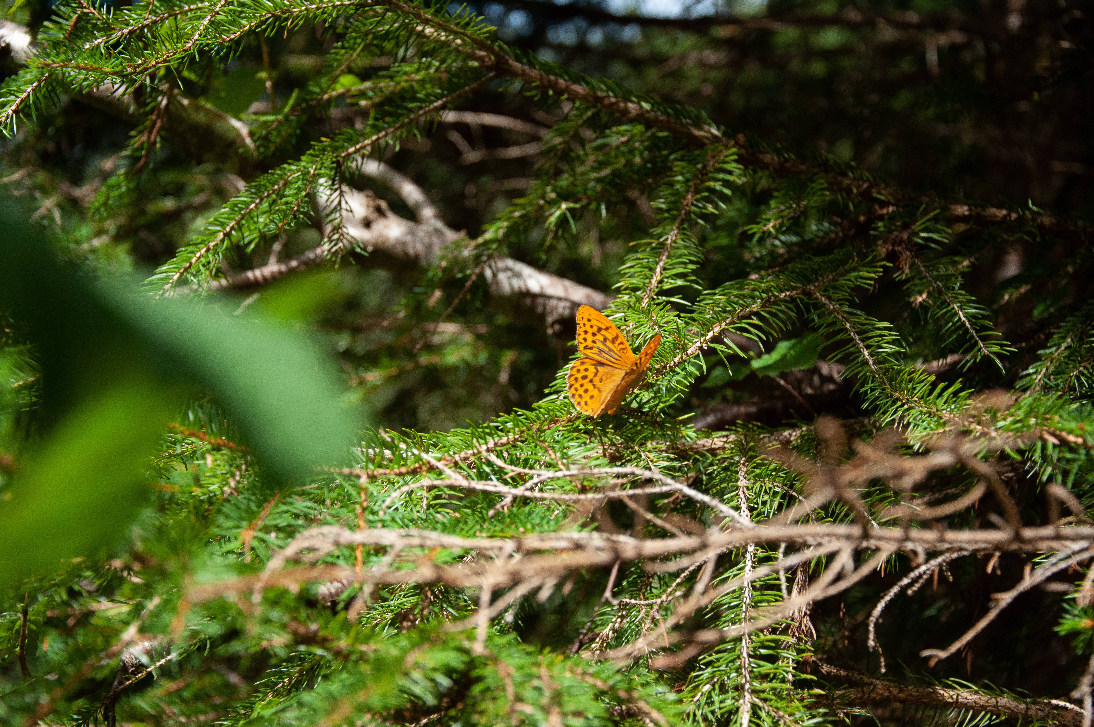 Cute Butterfly 桌布 壁紙 — 一隻鮮豔的橙色蝴蝶帶有黑色斑點，輕柔地停在一條陽光照射的常綠樹枝上，周圍是茂密的綠色樹葉。