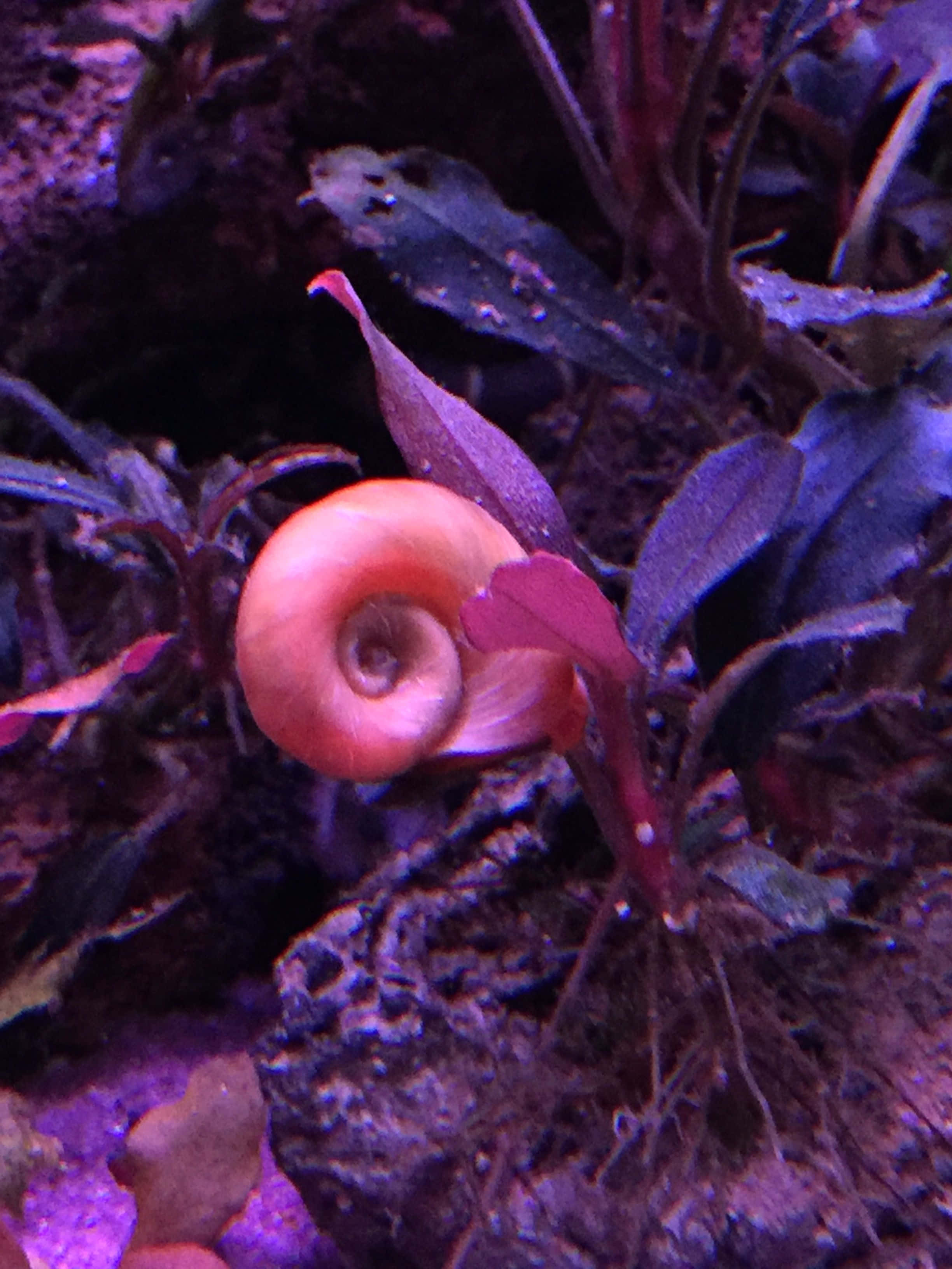 Pink Snail 桌布 壁紙 — 一隻鮮豔的橙色螺旋蝸牛在藍色燈光下，棲息在紫色水生植物和岩石之間。