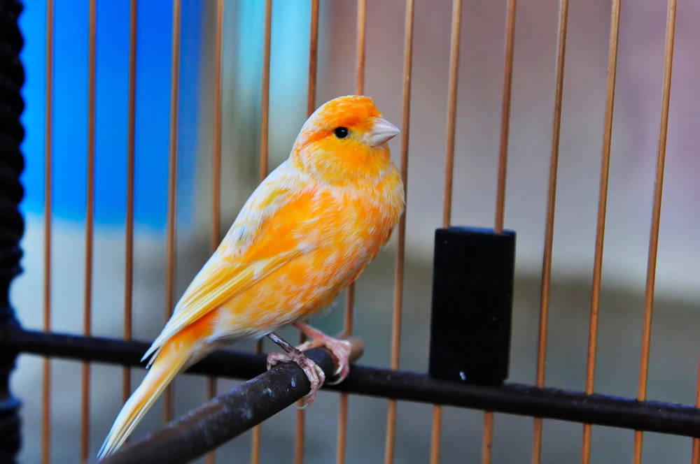 Yellow Bird 桌布 壁紙 — 一隻鮮豔的橙色金絲雀平靜地棲息在金屬棒上，籠子由鐵絲製成，背景是模糊的藍色。