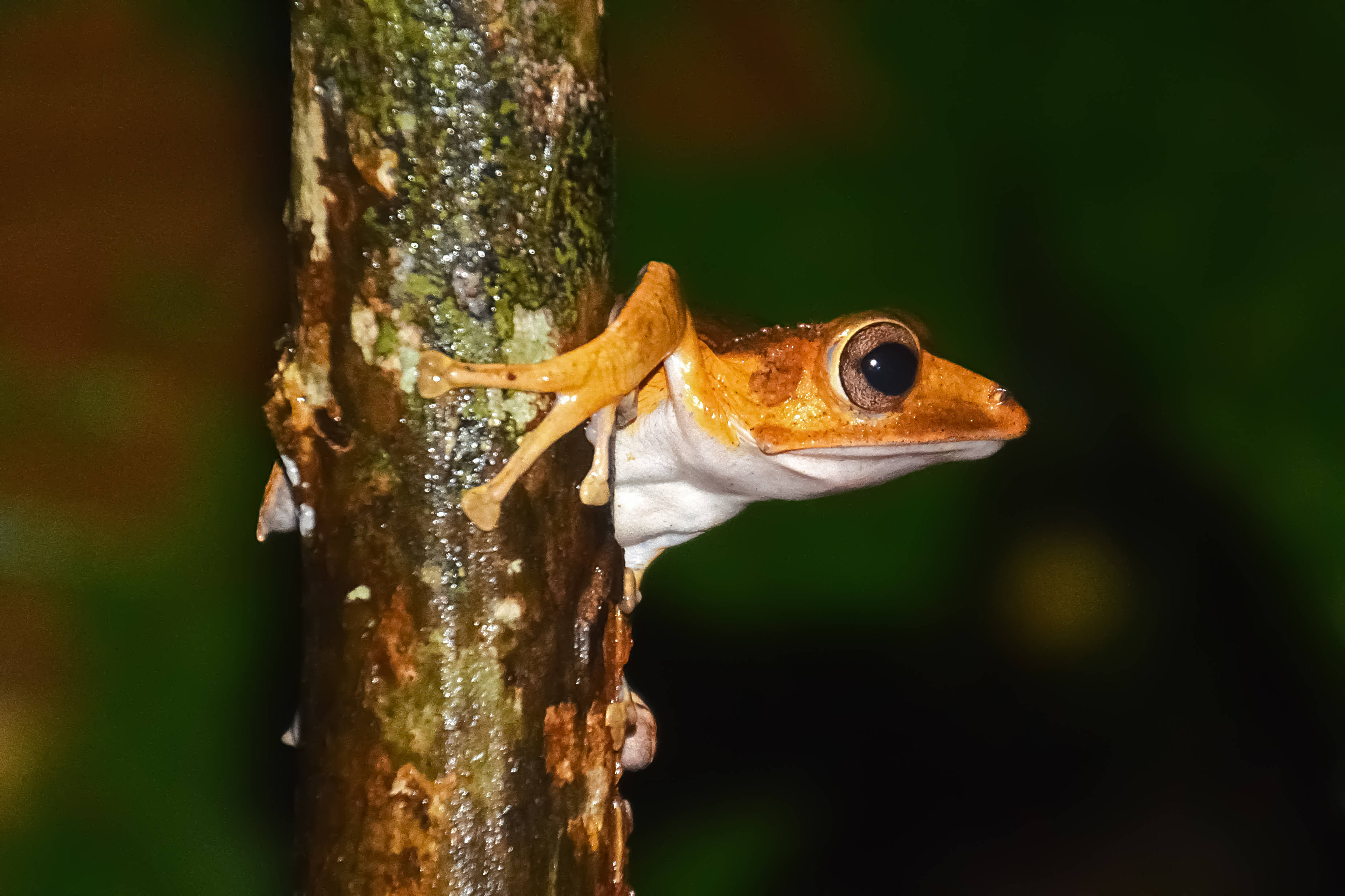 Frog 桌布 壁紙 — 一隻鮮豔的橙色青蛙，腹部白色，緊貼在茂密綠色森林中長滿苔蘚的樹幹上。