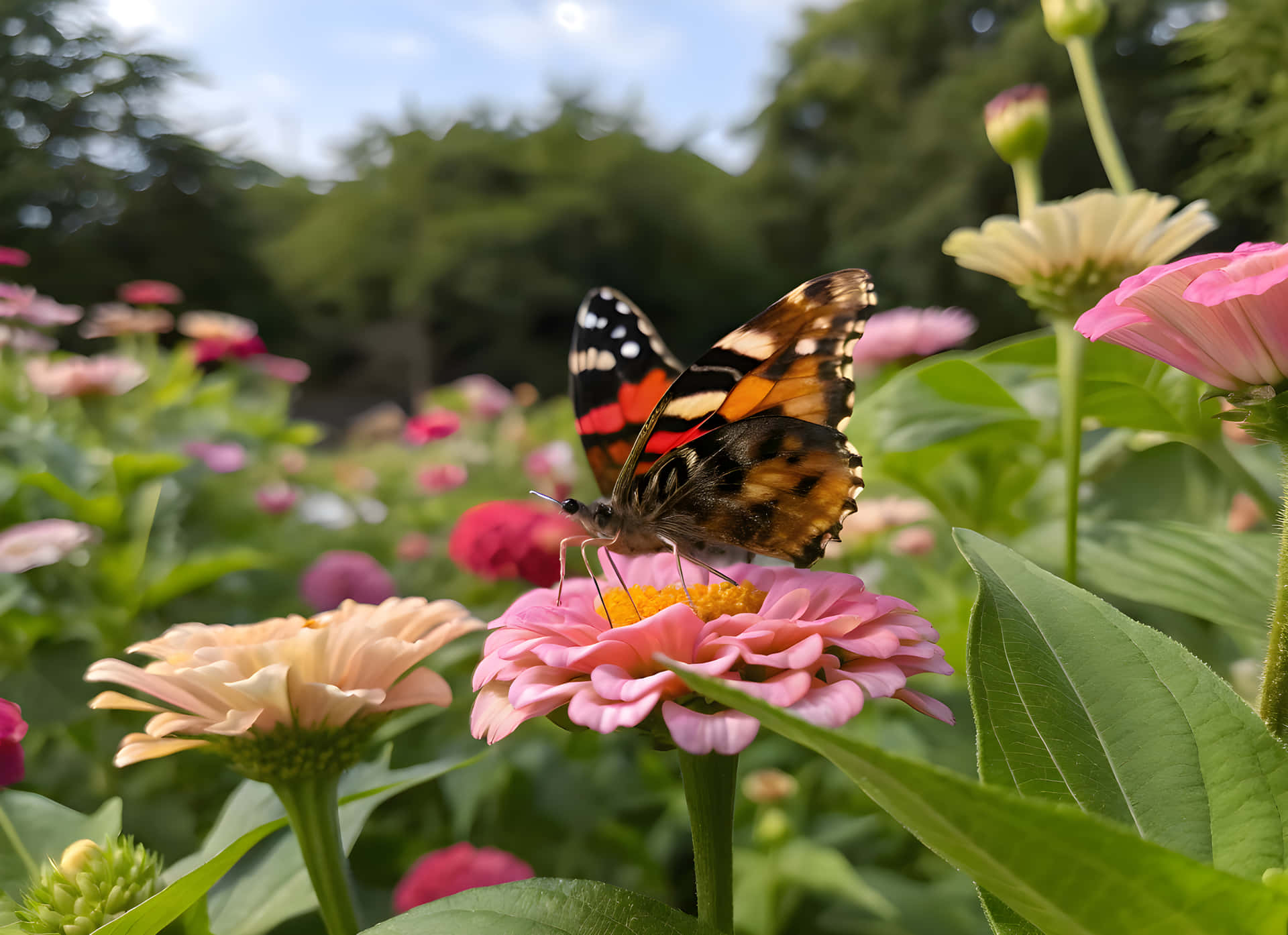 A butterfly taking honey from flowers 壁紙 — 一隻鮮豔的橙黑白色蝴蝶輕輕停在一朵粉紅色的百日菊上，周圍是茂盛的花園。