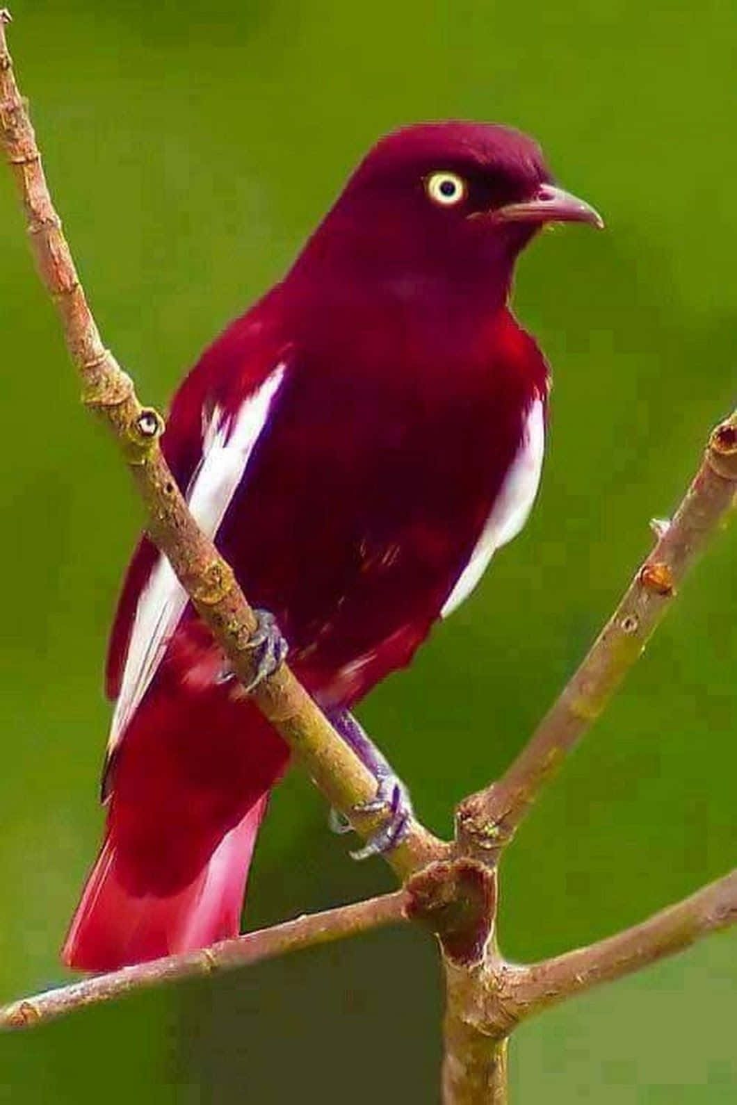 Beautiful Birds 桌布 壁紙 — 一隻鮮豔的深紅色鳥兒，帶有白色翅膀斑點，棲息在柔軟綠色背景中的細枝上。