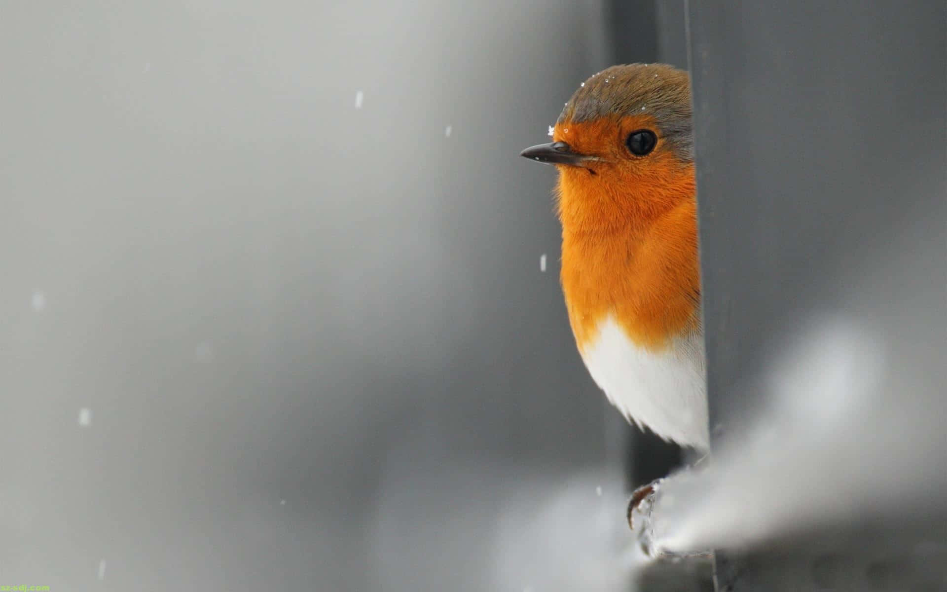 Cute Bird 桌布 壁紙 — 一隻鮮豔的知更鳥，有著橙色的胸部和白色的腹部，從灰色結構後面探出頭來，雪花在柔和的焦點中飄落。