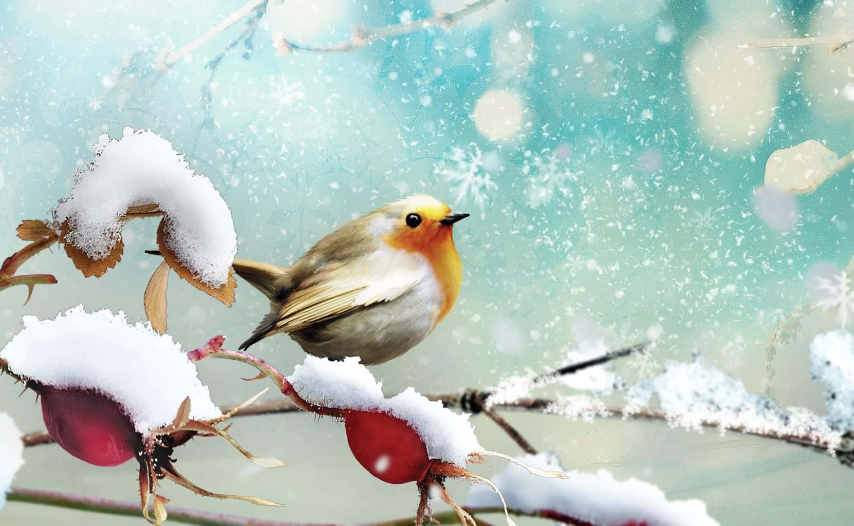 Snow Bird 桌布 壁紙 — 一隻鮮豔的知更鳥棲息在沾滿雪花的玫瑰果上，背景是柔和的藍綠色冬日場景，雪花飄落。