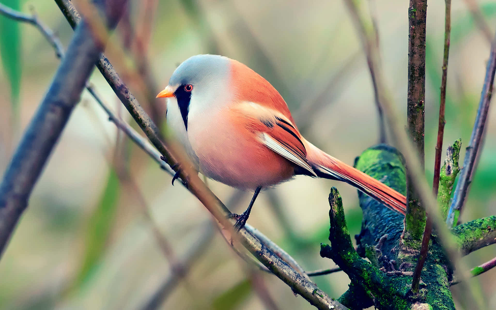 Cute Bird 桌布 壁紙 — 一隻鮮豔的粉紅色和灰色小鳥，有著橙色的喙，輕輕地棲息在長滿苔蘚的樹枝上，背景是模糊的綠色樹葉。