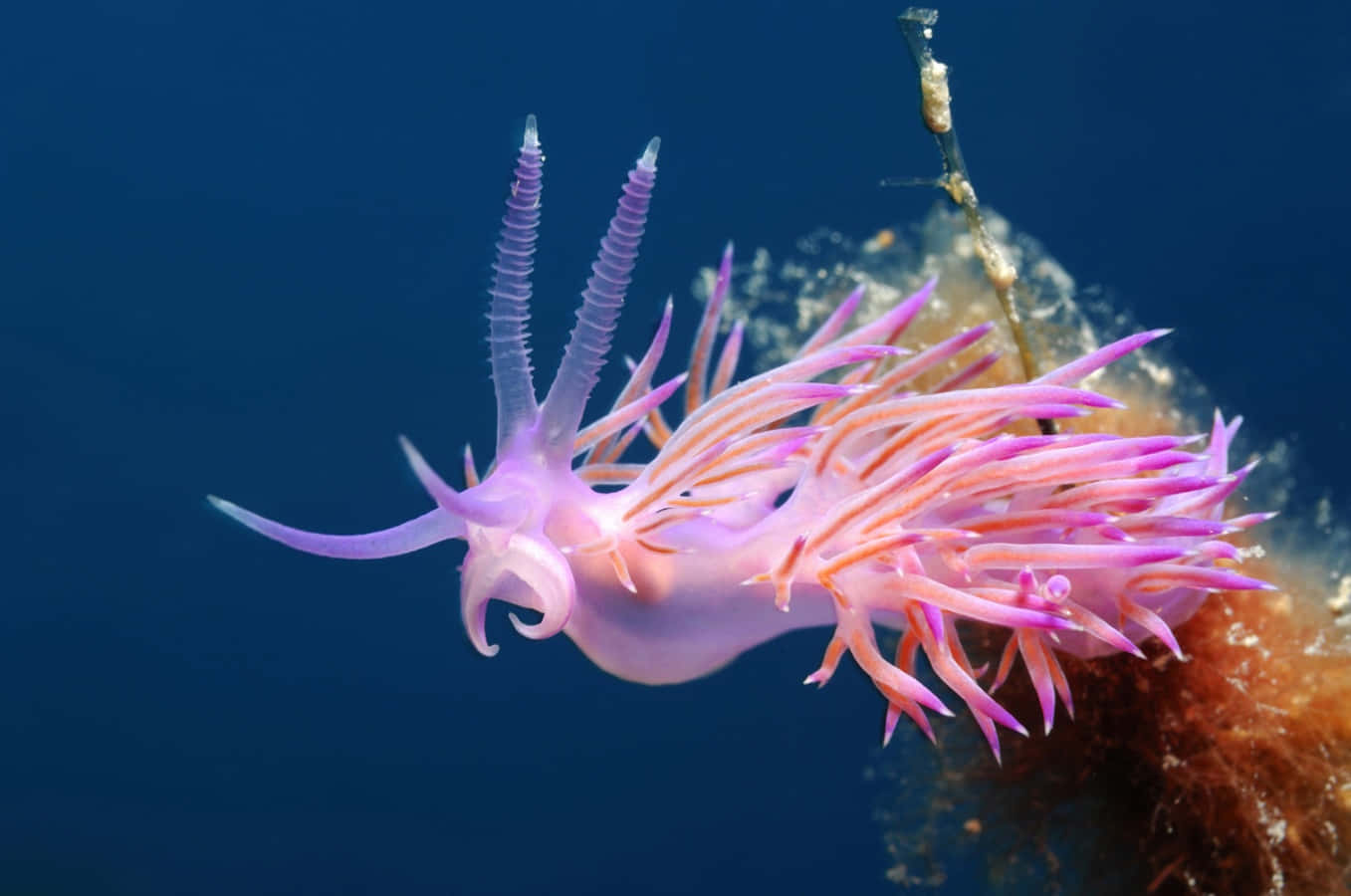 Sea Creature 桌布 壁紙 — 一隻鮮豔的粉紅色和紫色海蛞蝓在珊瑚附近的深藍色海水中優雅地滑行。