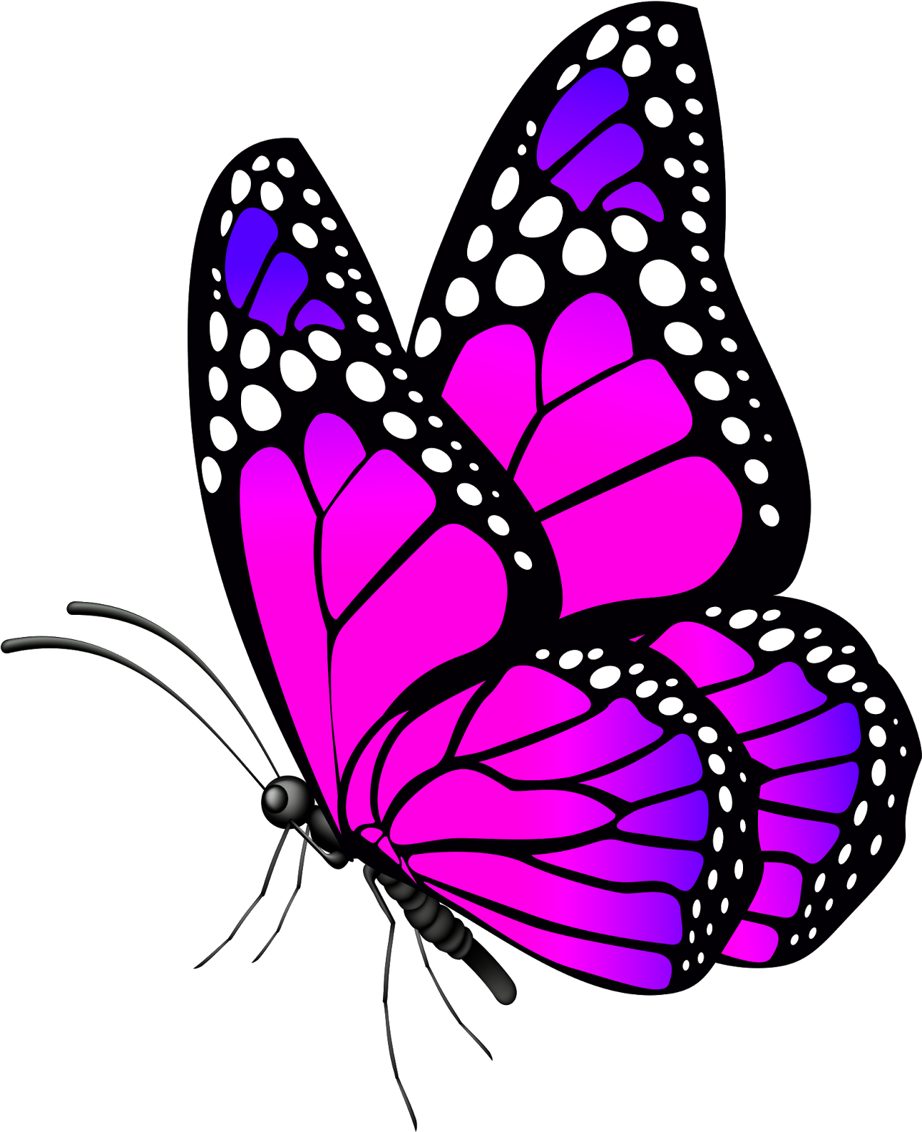 Butterfly Transparent 桌布 壁紙 — 一隻鮮豔的粉紅色和紫色蝴蝶，黑色翅膀上有白色圓點，在純黑色背景上發光。