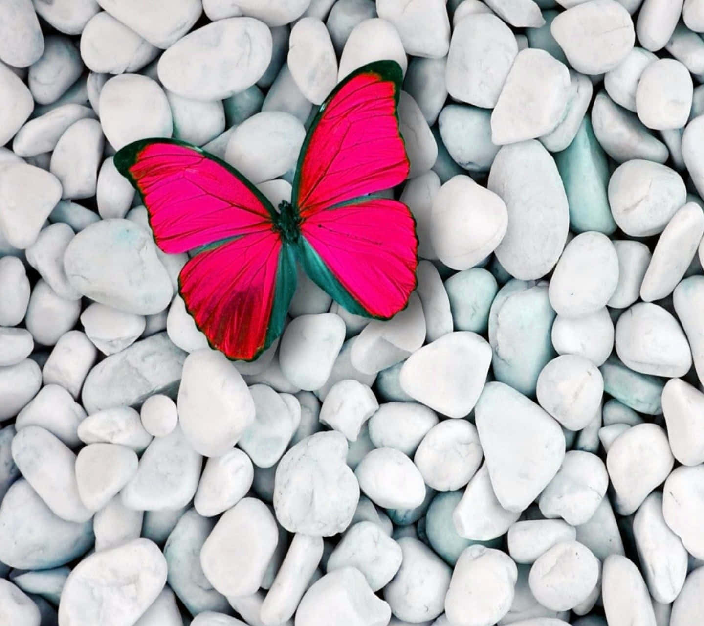 Red Butterfly 桌布 壁紙 — 一隻鮮豔的粉紅色和綠色蝴蝶停歇在光滑的白色和淺藍色河石上。