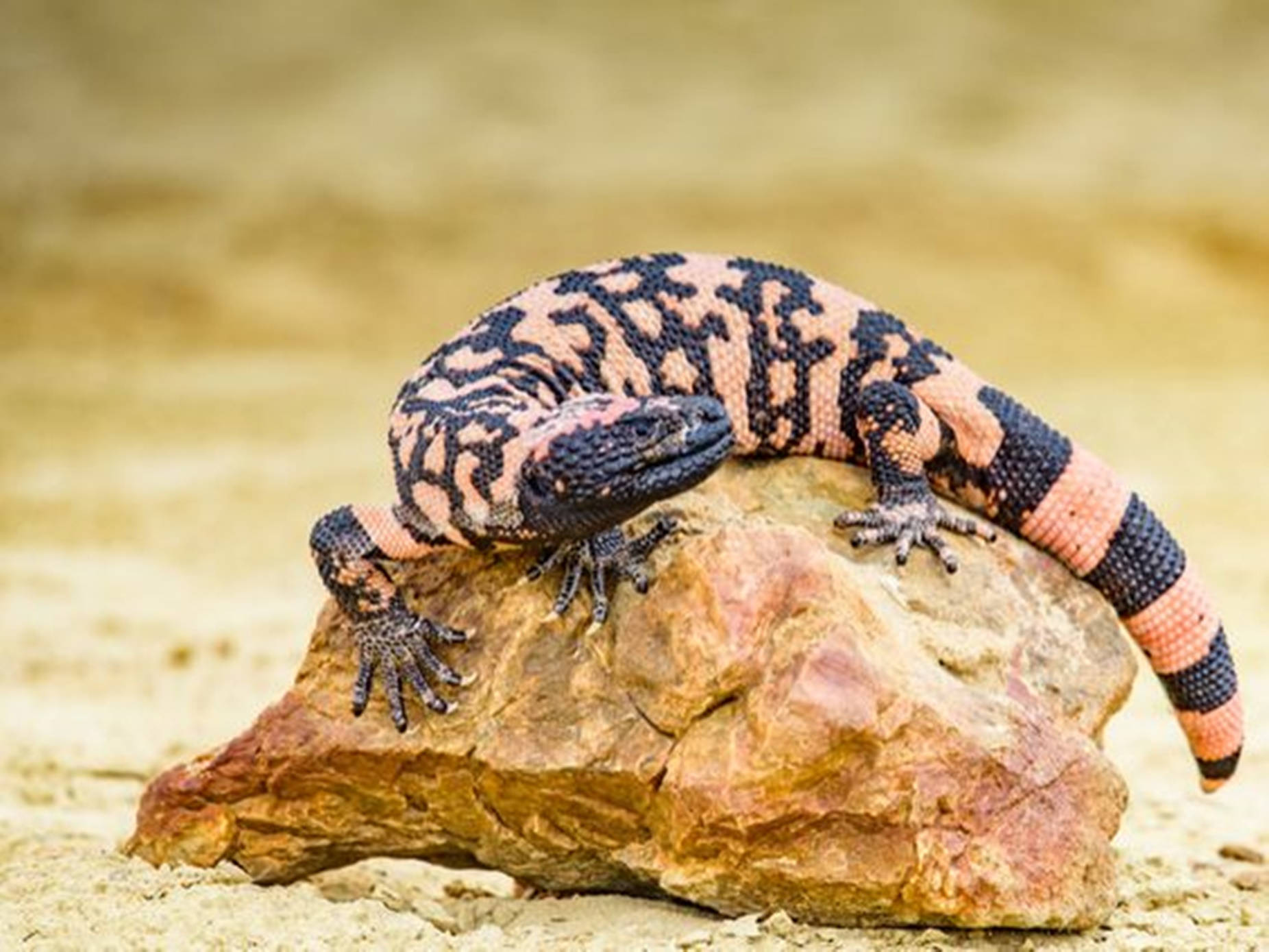 lizard 桌布 壁紙 — 一隻鮮豔的粉紅色和黑色吉拉怪物警覺地躺在沙漠沙地環境中一塊陽光照耀的岩石上。