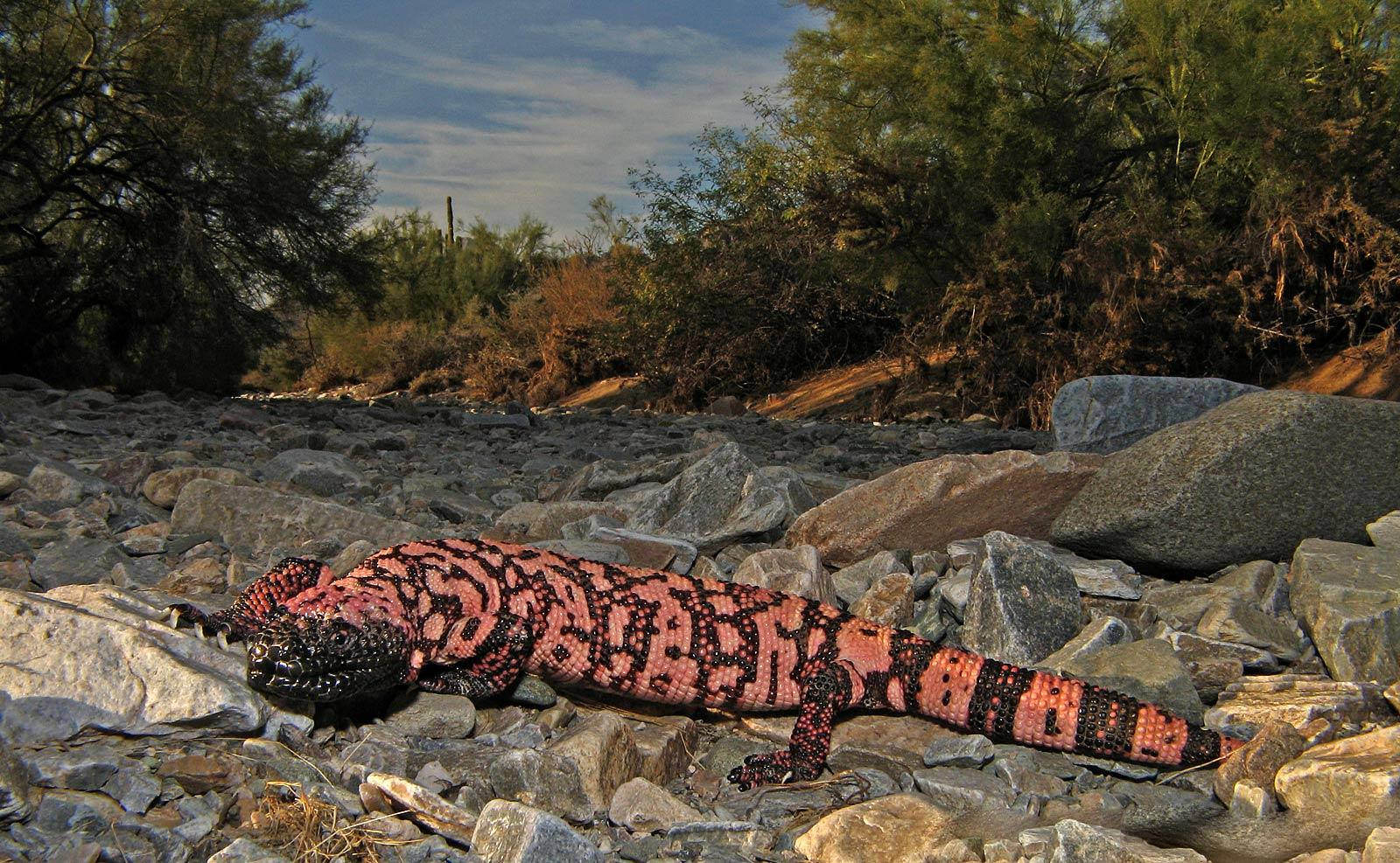 reptiles 桌布 壁紙 — 一隻鮮豔的粉紅色和黑色吉拉怪獸在部分多雲的天空下，於沙漠灌木叢中的陽光岩石上休息。