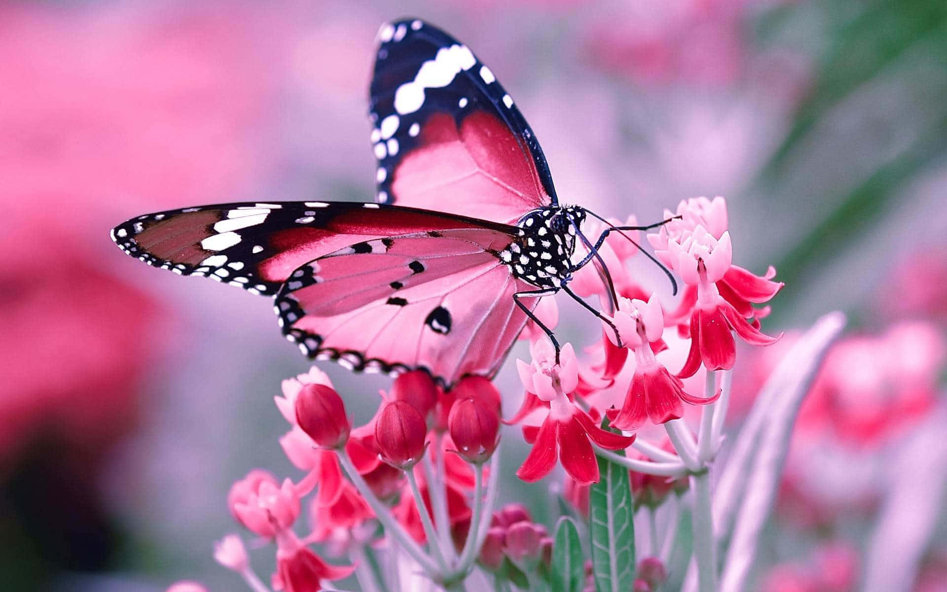 Butterfly Photography 桌布 壁紙 — 一隻鮮豔的粉紅色和黑色蝴蝶優雅地棲息在一簇鮮豔的粉紅色花朵上，背景是柔和模糊的花卉背景。