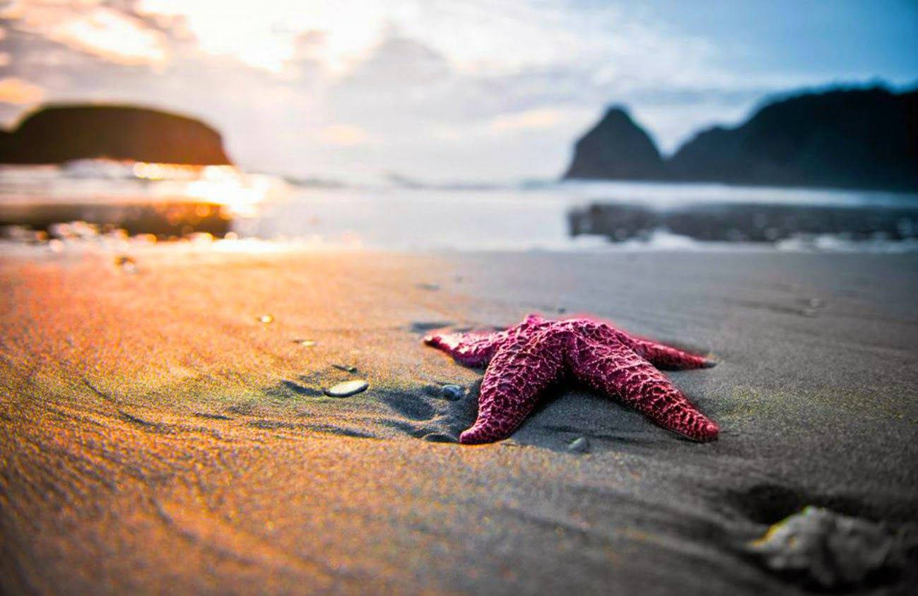 Starfish 桌布 壁紙 — 一隻鮮豔的粉紅色海星在日落時分躺在濕沙上，背景是遠處的岩石懸崖和發光的水面。