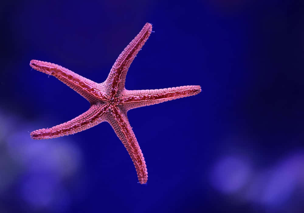 Starfish 桌布 壁紙 — 一隻鮮豔的粉紅色海星在深藍色水下背景中優雅地漂浮，伴隨著柔和模糊的光點。